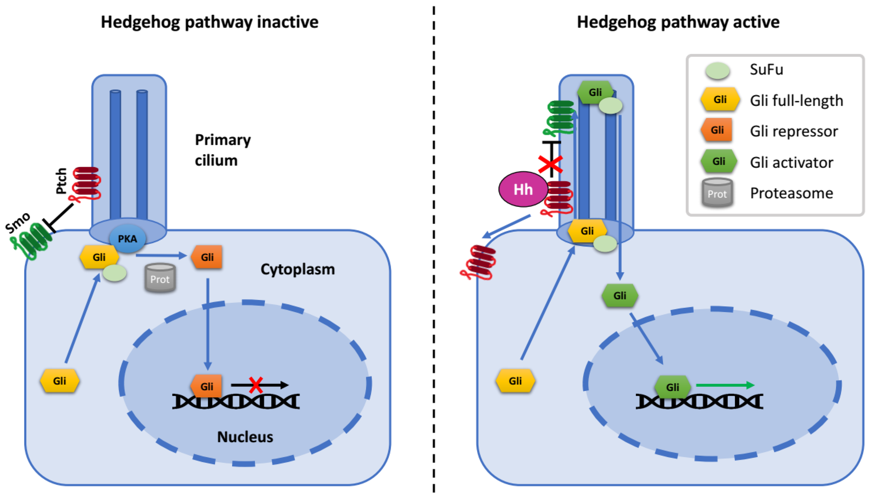 Cells 08 00147 g001