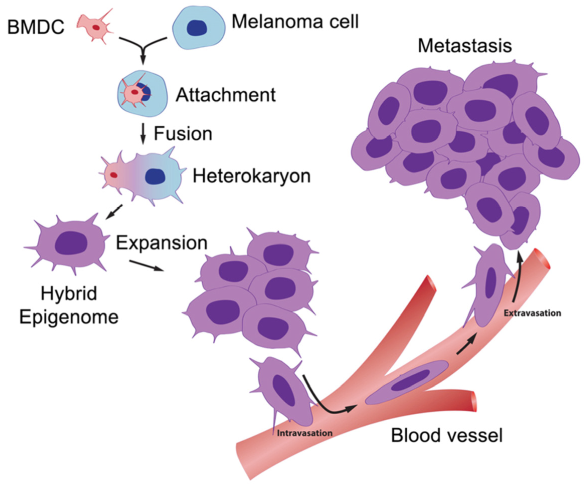 Раковые стволовые клетки. Polyploid Cells. Cell hybridization. Образование лимфоцитарный клеток из стволовых. Confluence Cell.