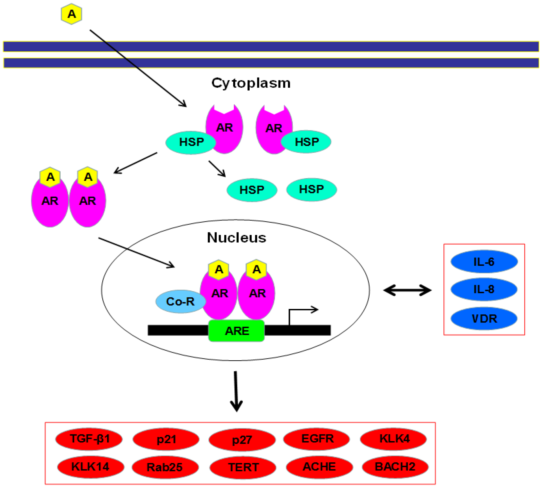 Cells | Free Full-Text | The Role of Androgen Receptor Signaling in