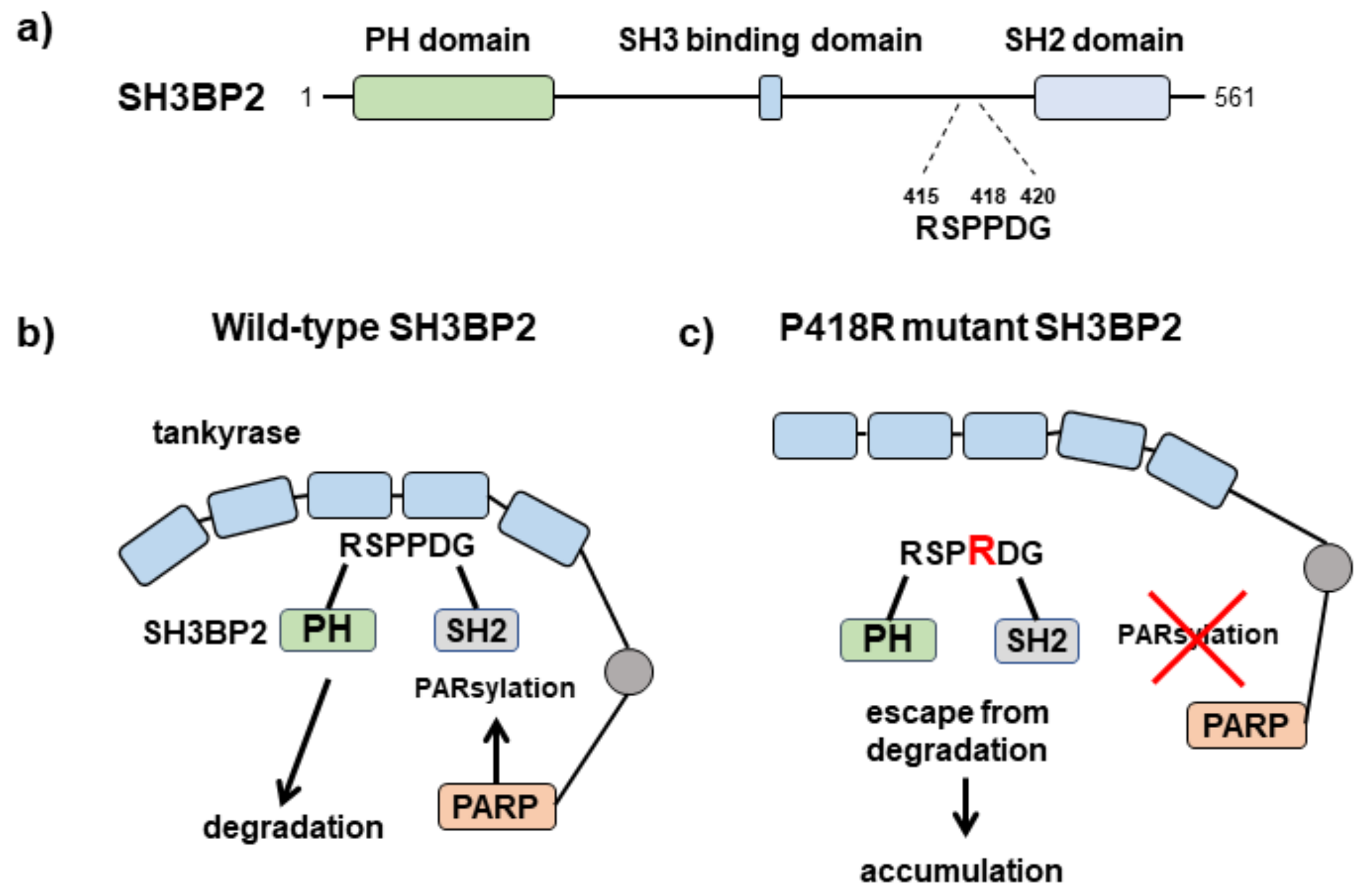 Cells 08 00195 g003 Cells 08 00195 g003