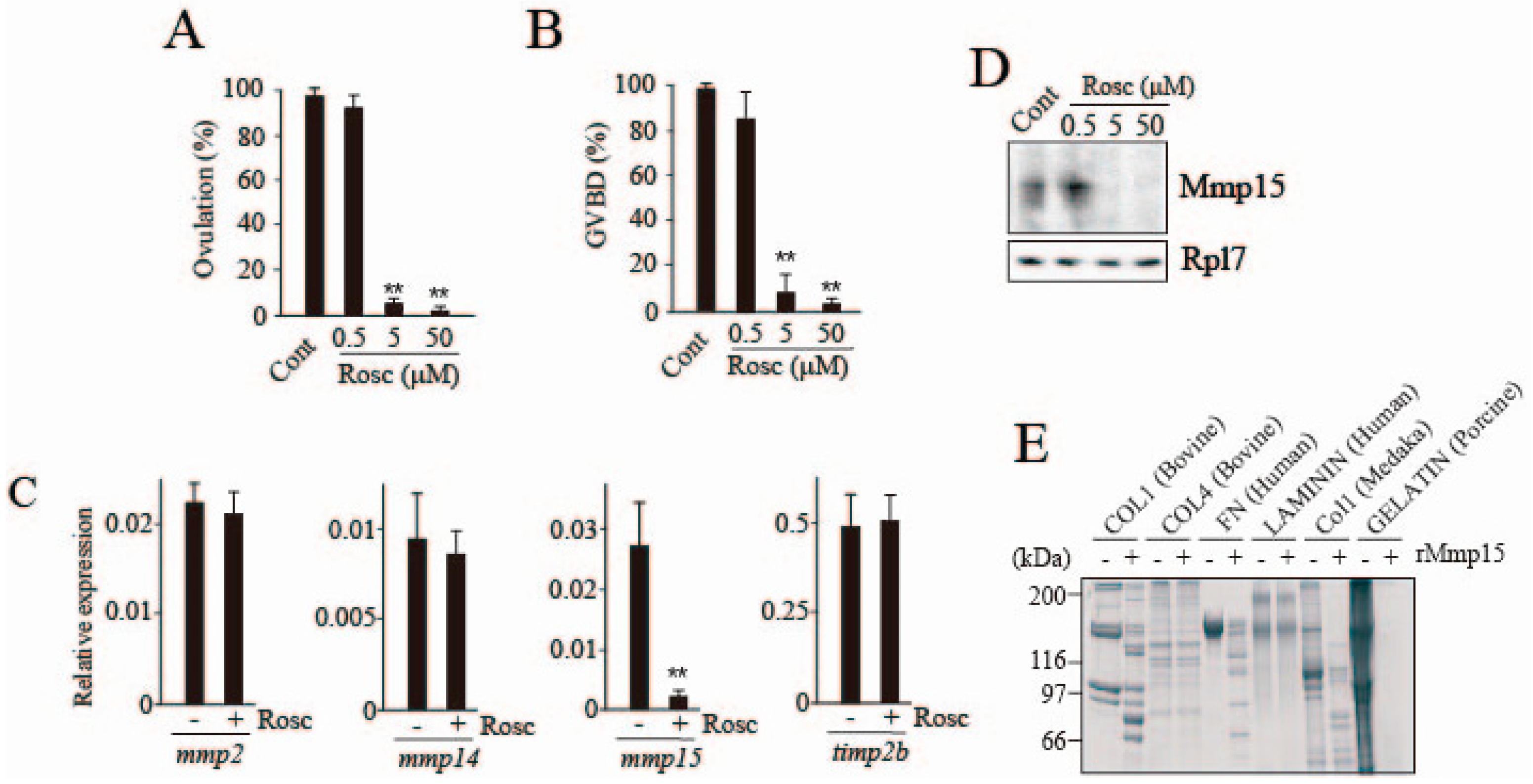 Cells Free Full Text Nuclear Progestin Receptor Phosphorylation By Cdk9 Is Required For The Expression Of Mmp15 A Protease Indispensable For Ovulation In Medaka Html