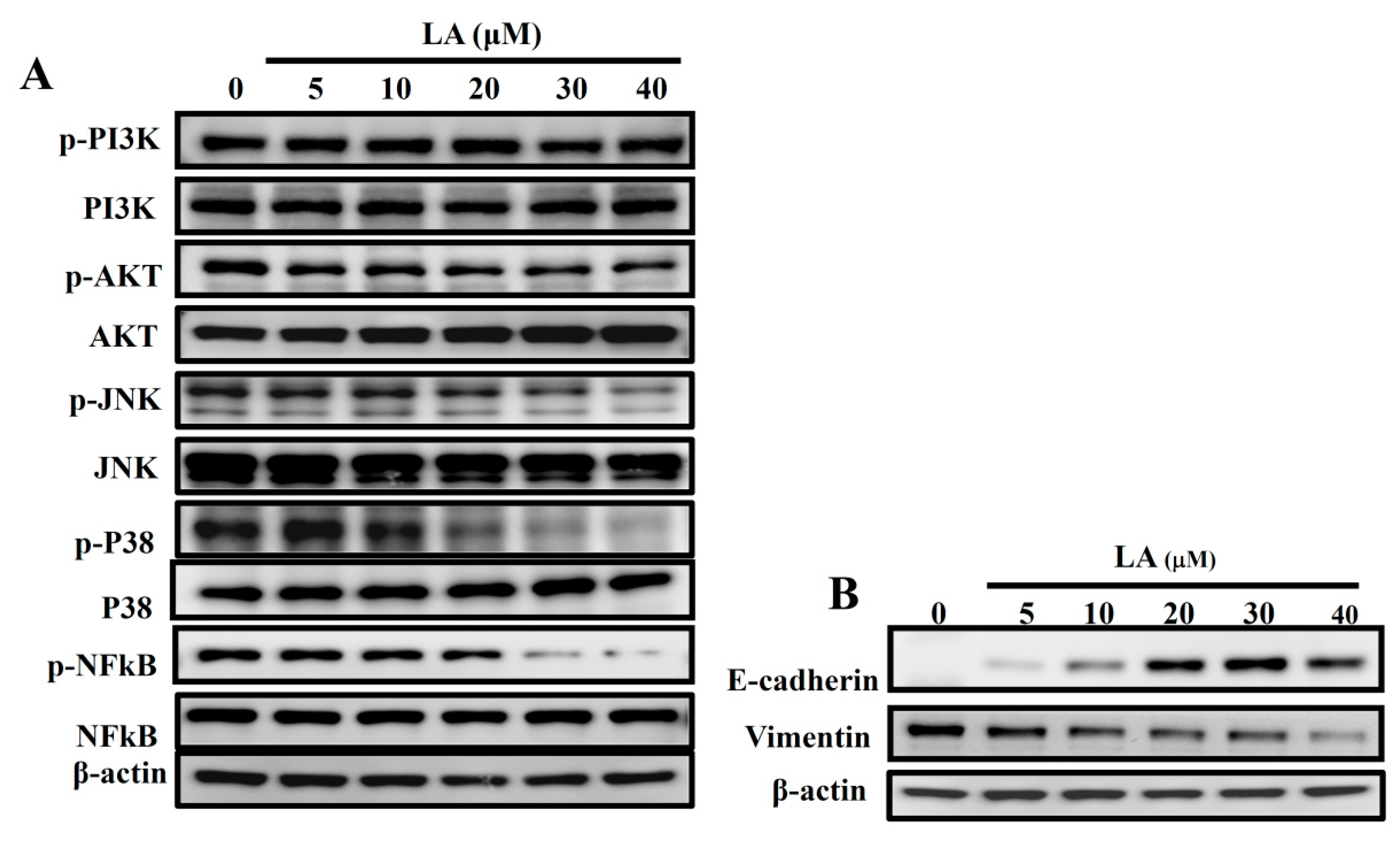 Cells 08 00218 g005