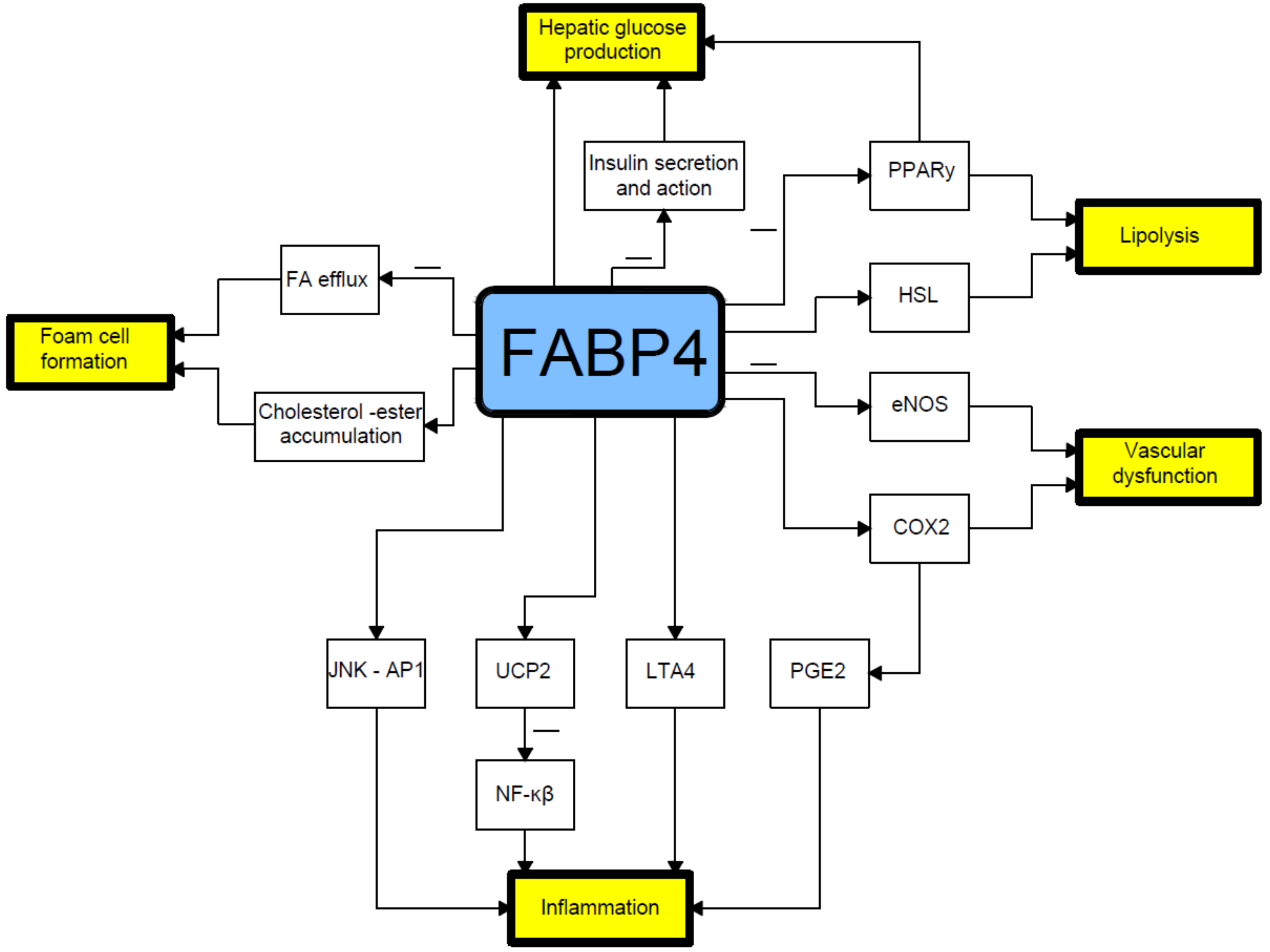 Fatty Acid-Binding Protein 4 | Encyclopedia MDPI