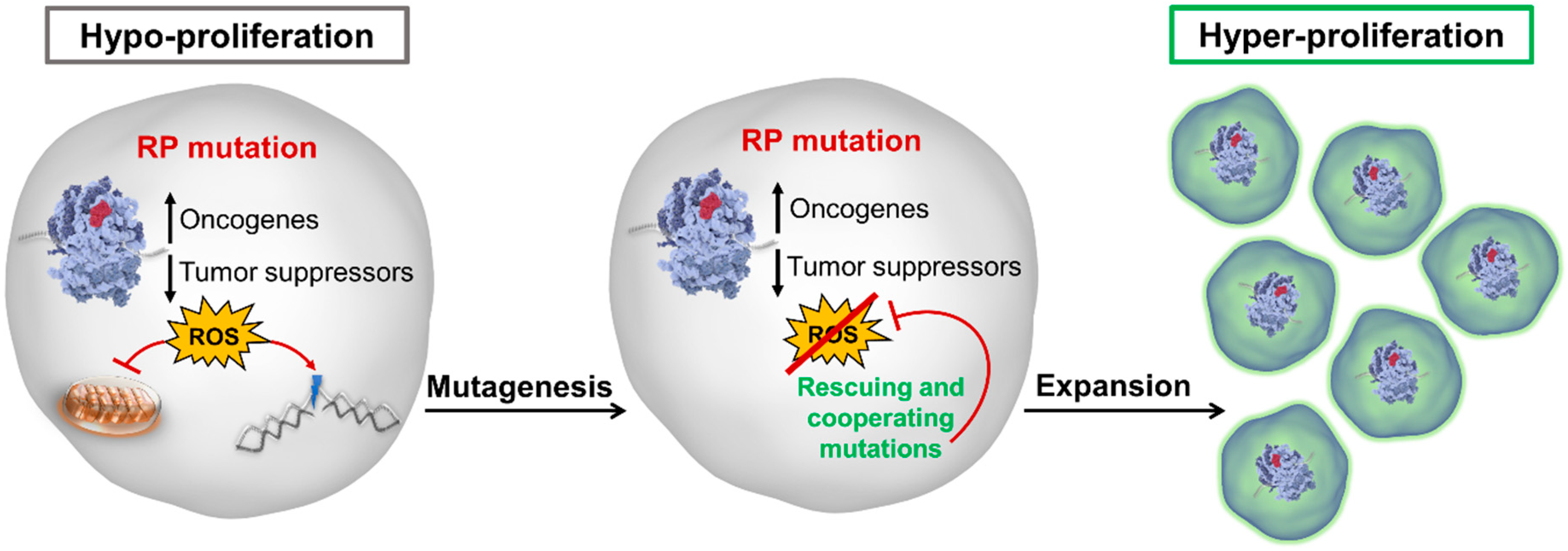 Cells 08 00229 g003 Cells 08 00229 g003