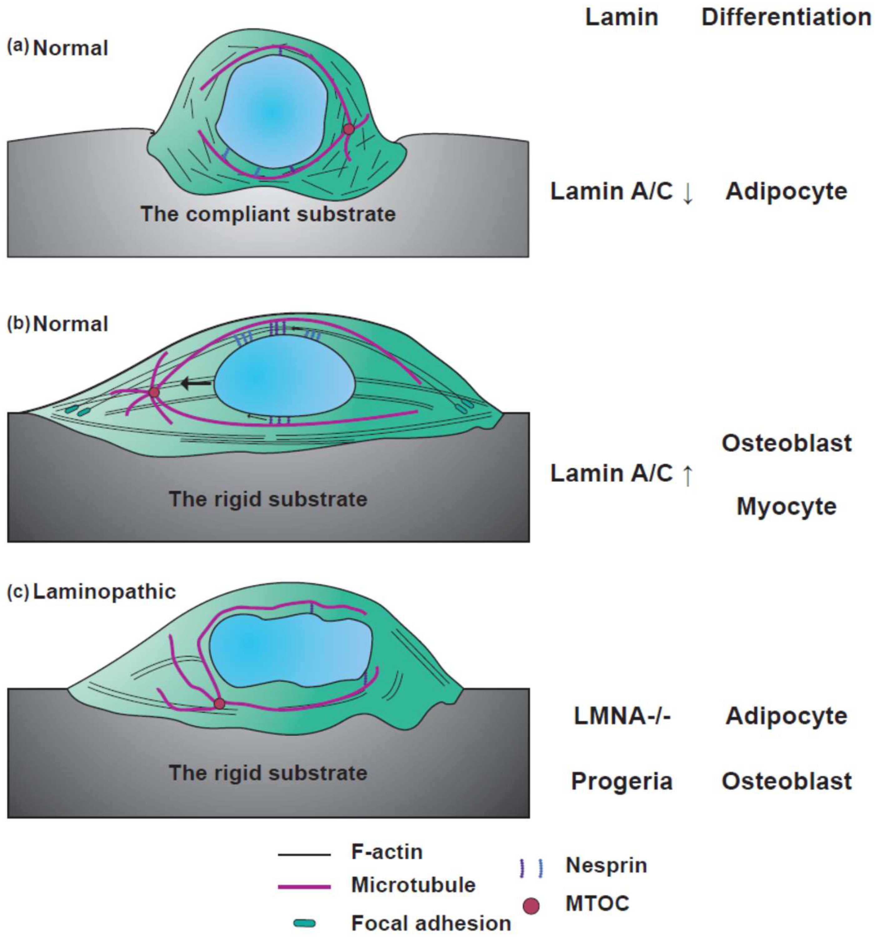 Cells 08 00231 g003 Cells 08 00231 g003