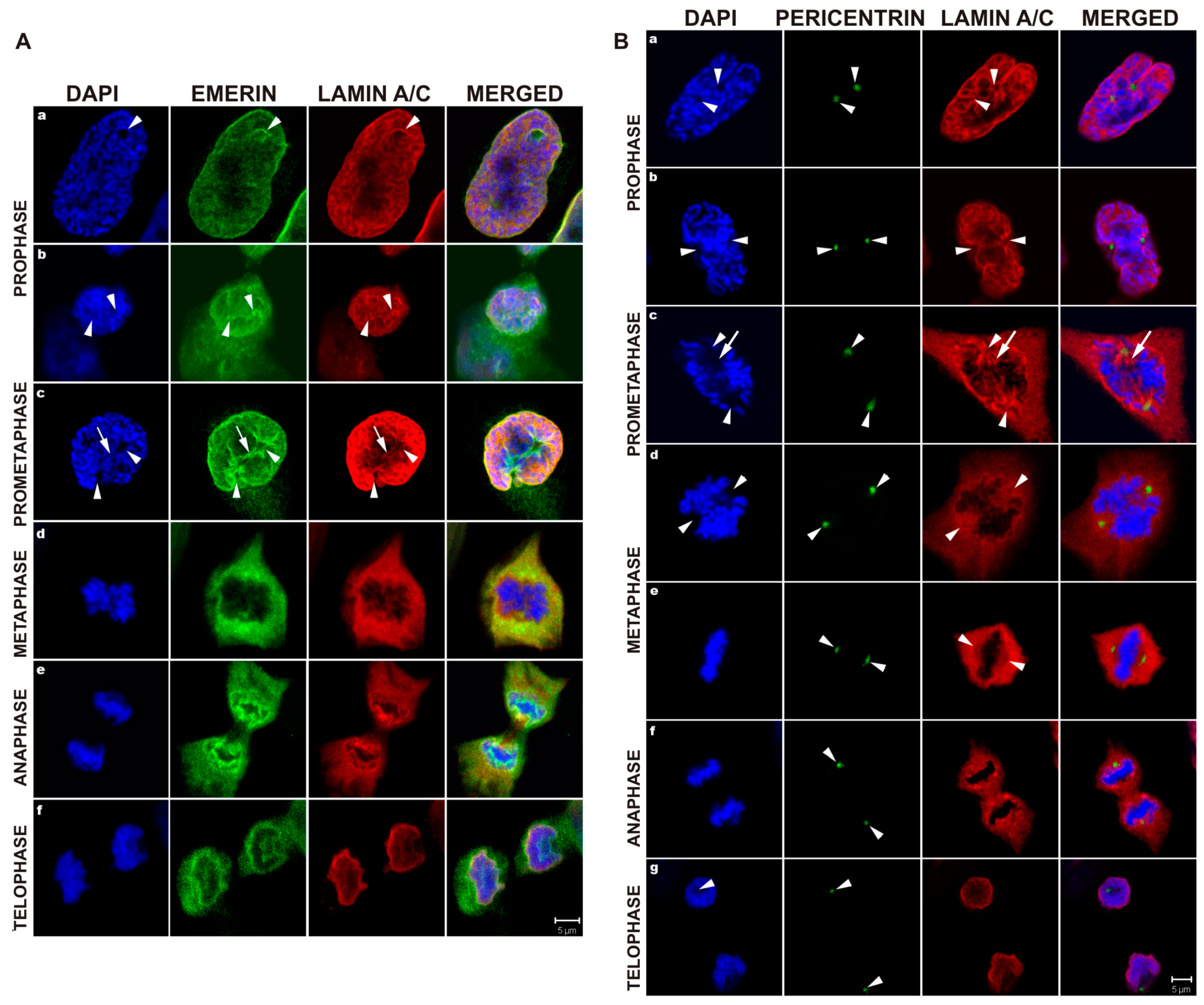 Cells | Free Full-Text | Emerin Is Required for Proper Nucleus