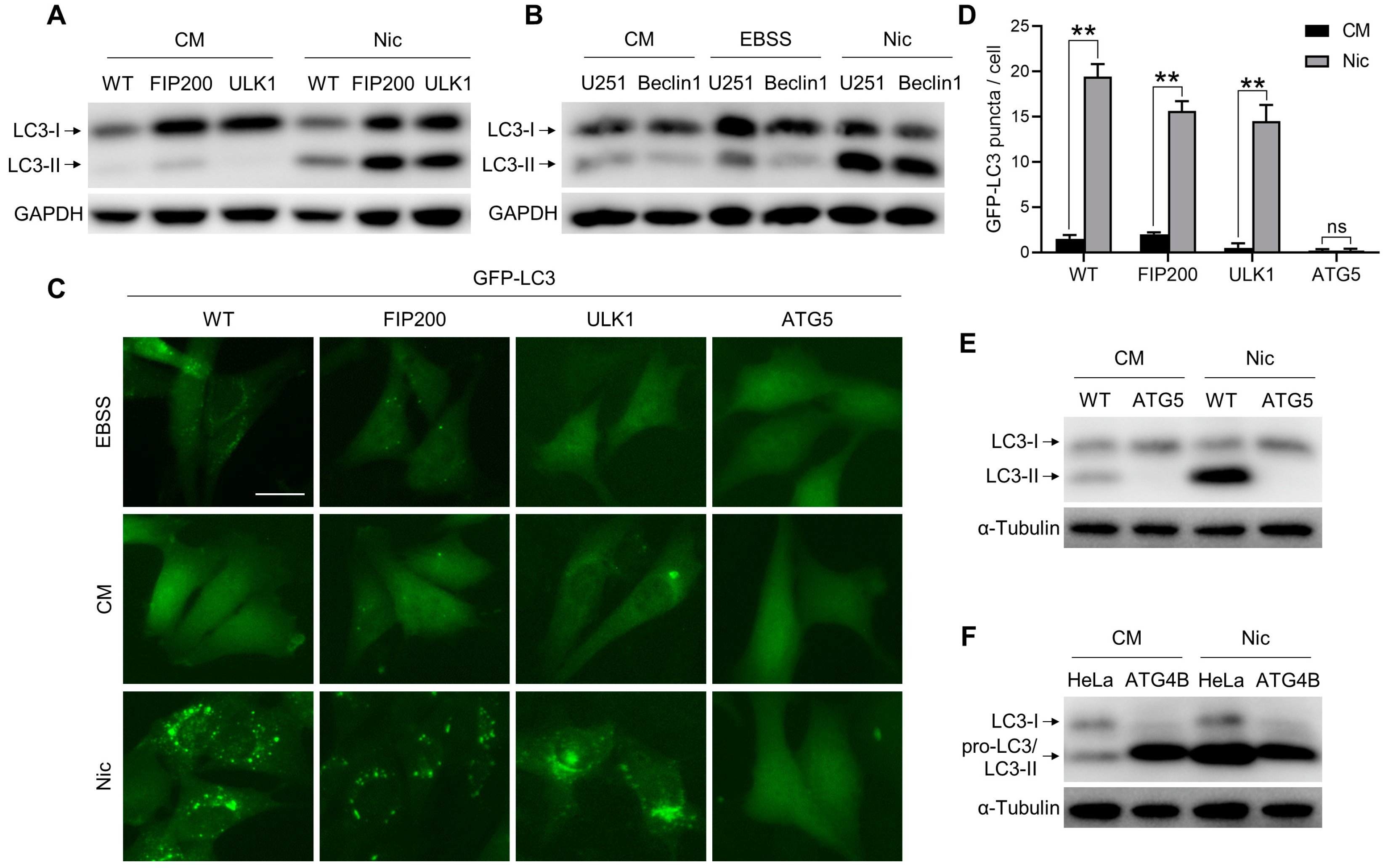 Cells | Free Full-Text | Niclosamide Triggers Non-Canonical LC3 Lipidation