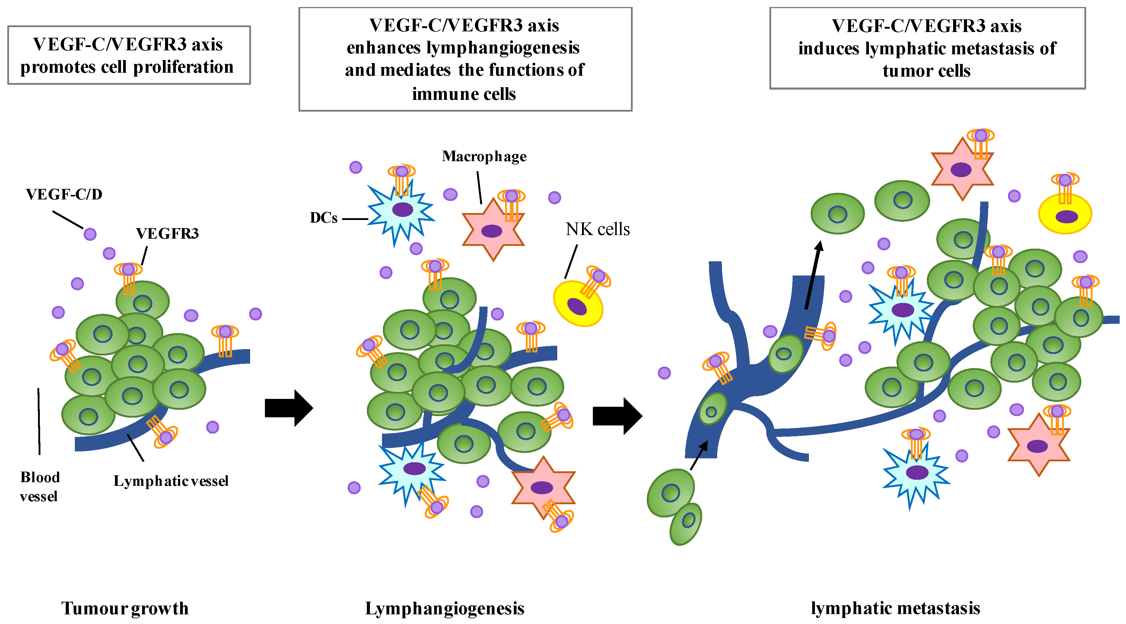 Cells 08 00270 g002