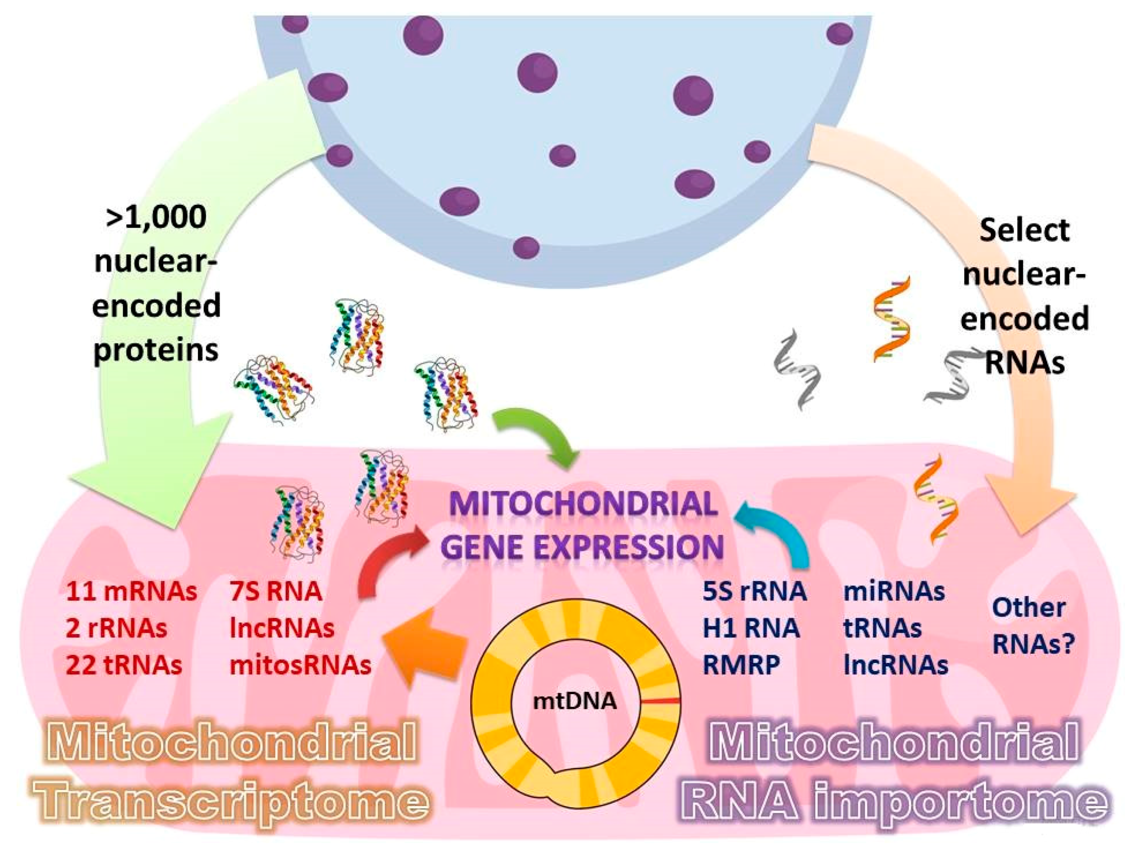 Cells 08 00286 g001 Cells 08 00286 g001