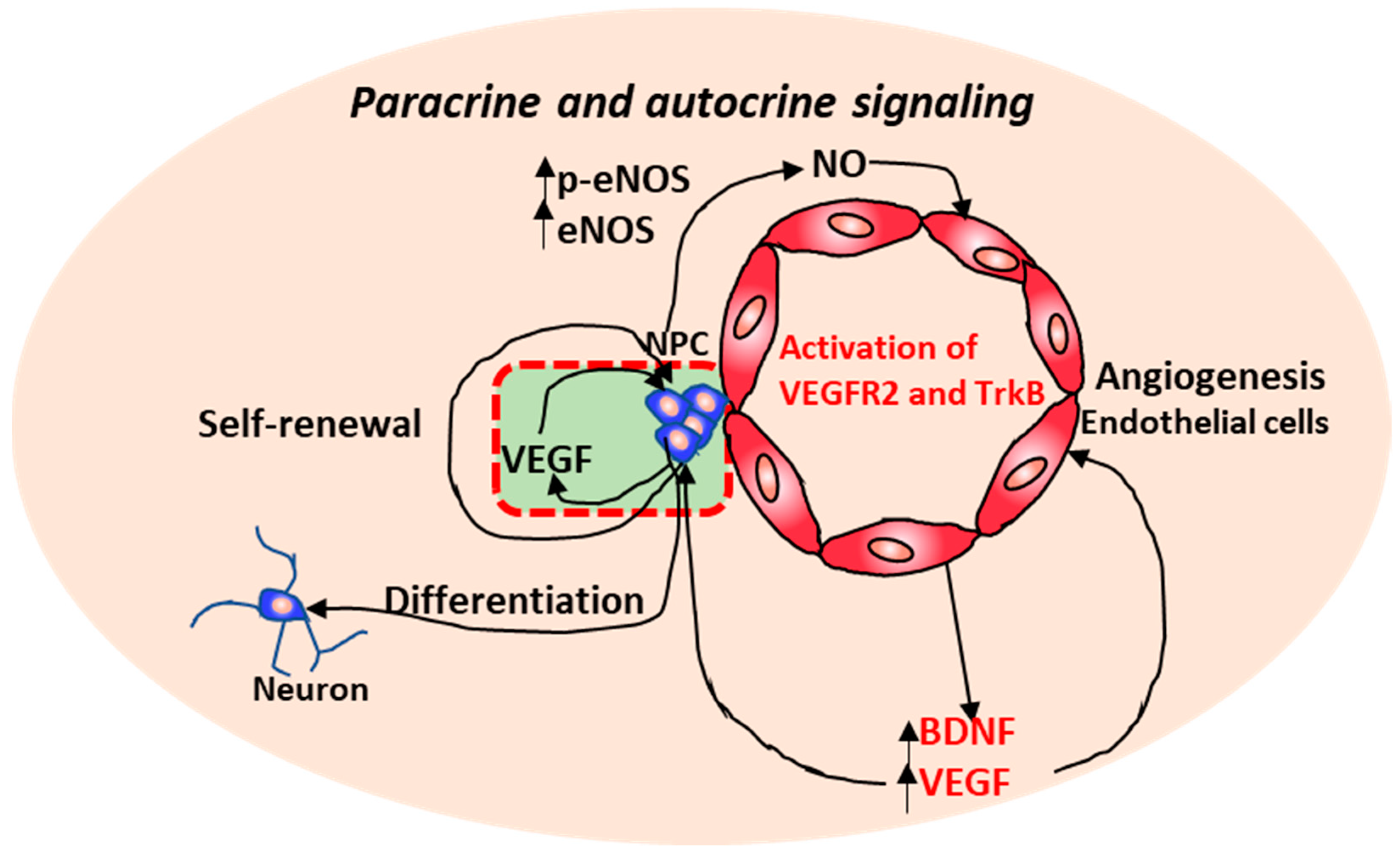 Cells 08 00299 g002 Cells 08 00299 g002