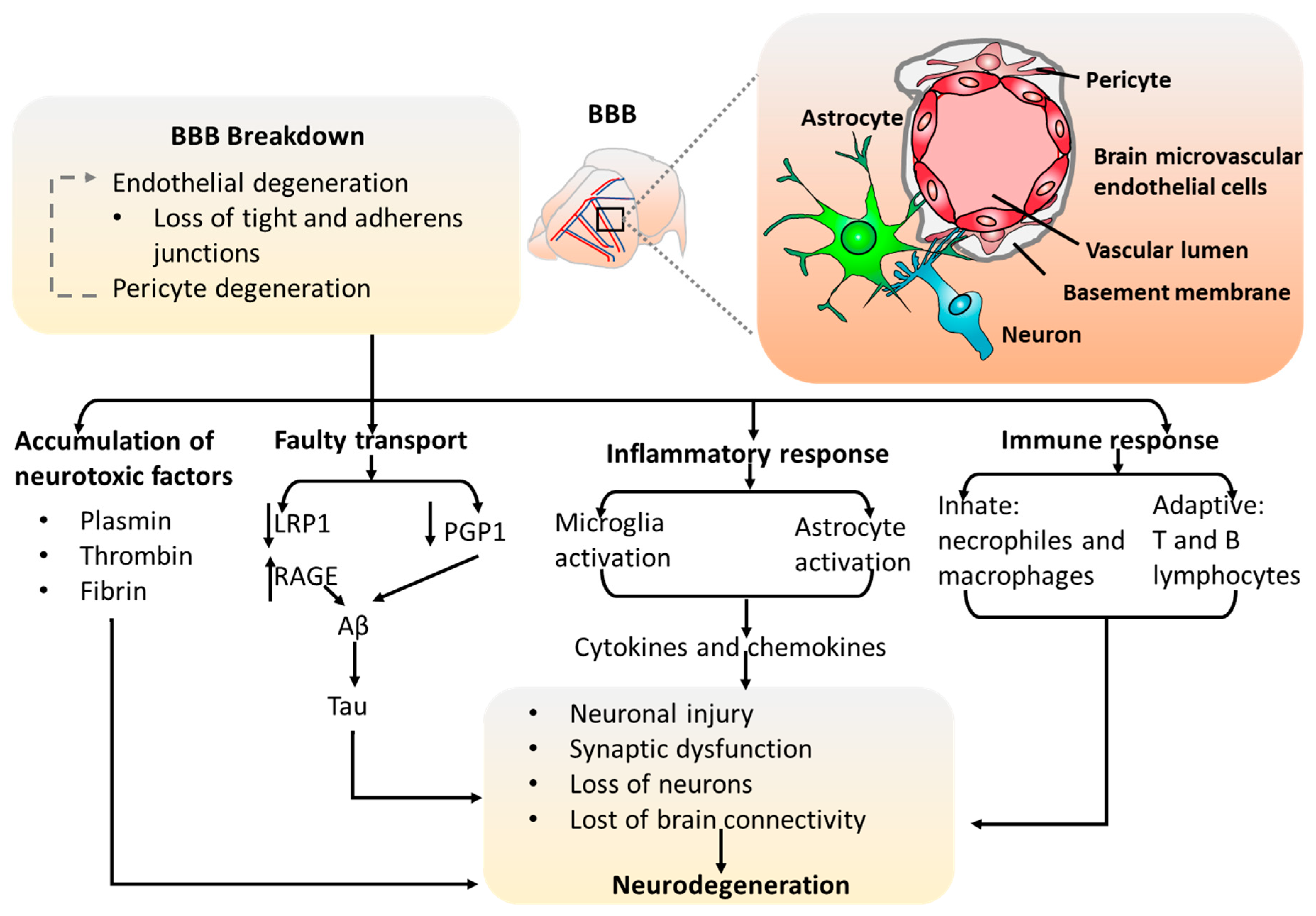 Cells 08 00299 g003 Cells 08 00299 g003