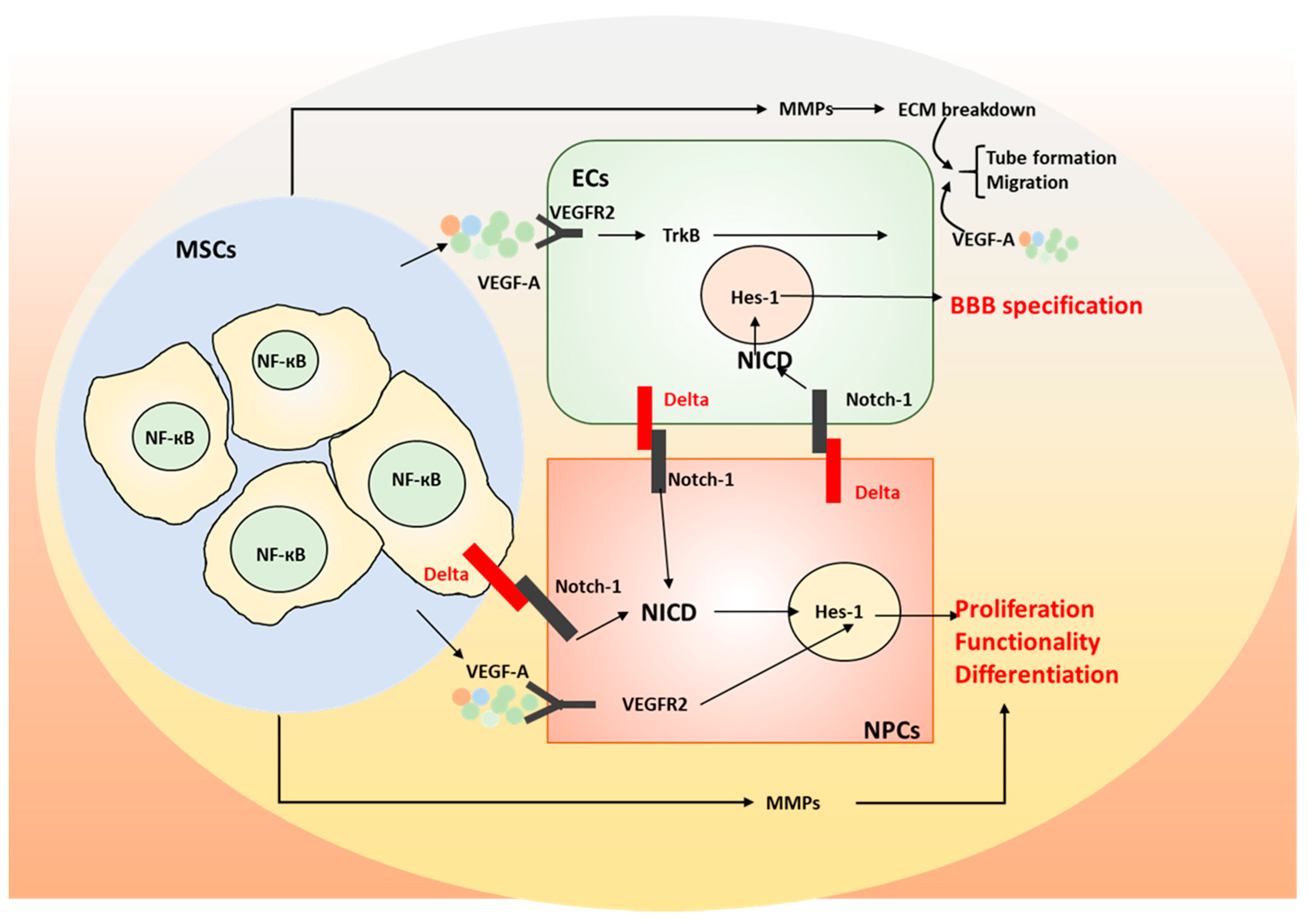 Cells 08 00299 g004 Cells 08 00299 g004