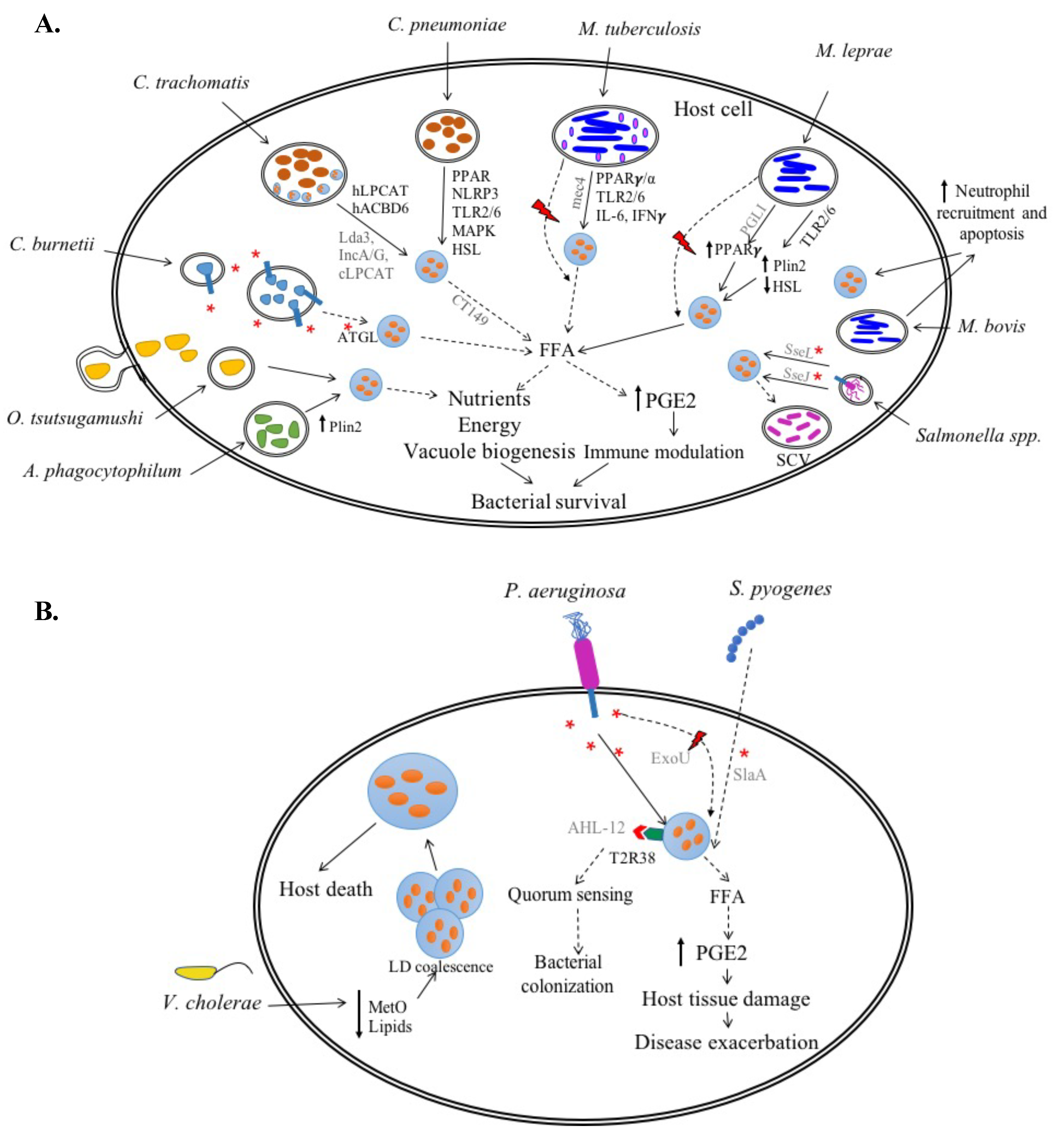 Increased cell membrane permeability of HeLa cells after C. trachomatis