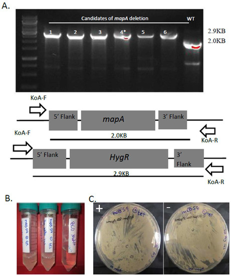 Cells Free Full Text Mapb Protein Is The Essential - 