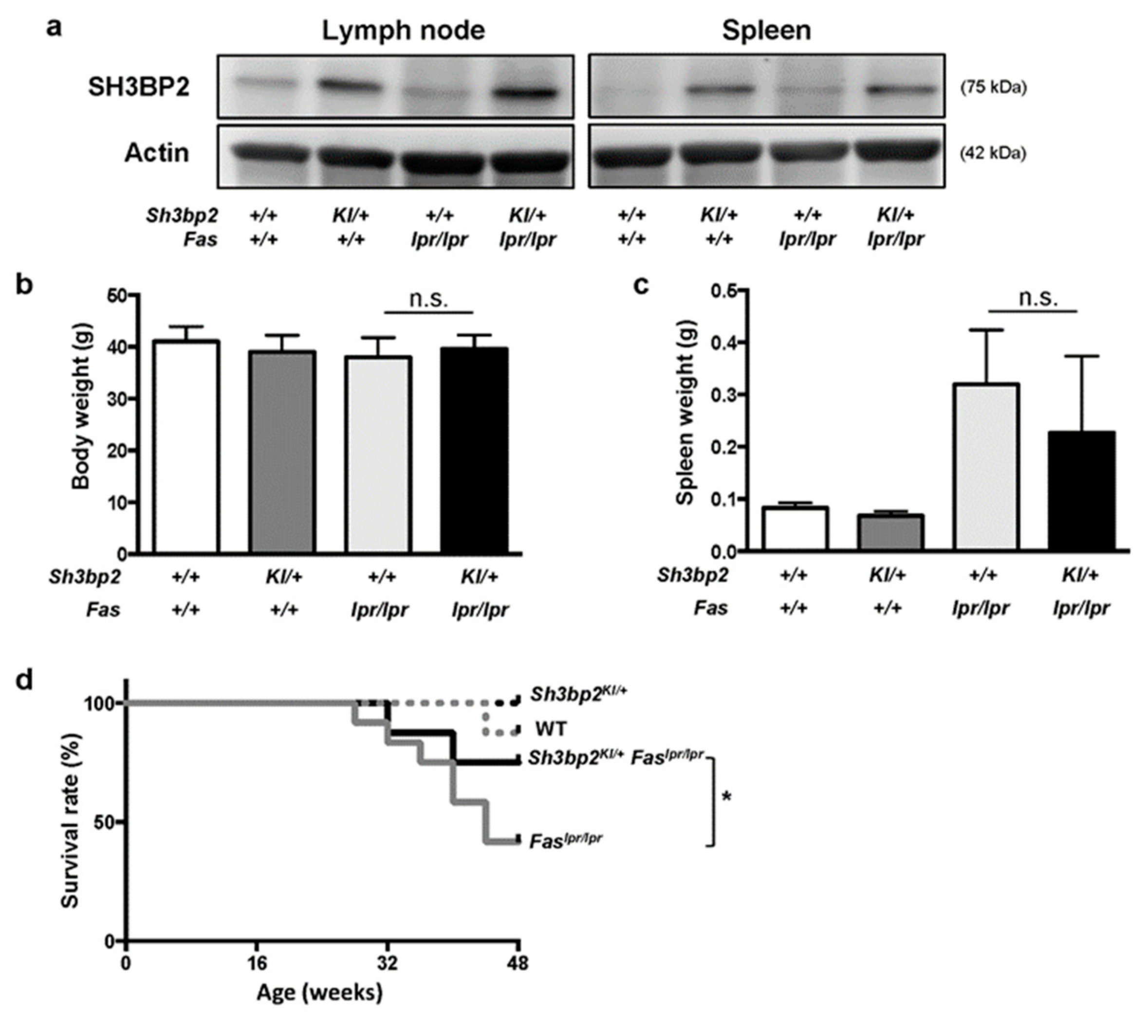 Cells | Free Full-Text | Sh3bp2 Gain-Of-Function Mutation Ameliorates Lupus  Phenotypes in B6.MRL-Faslpr Mice