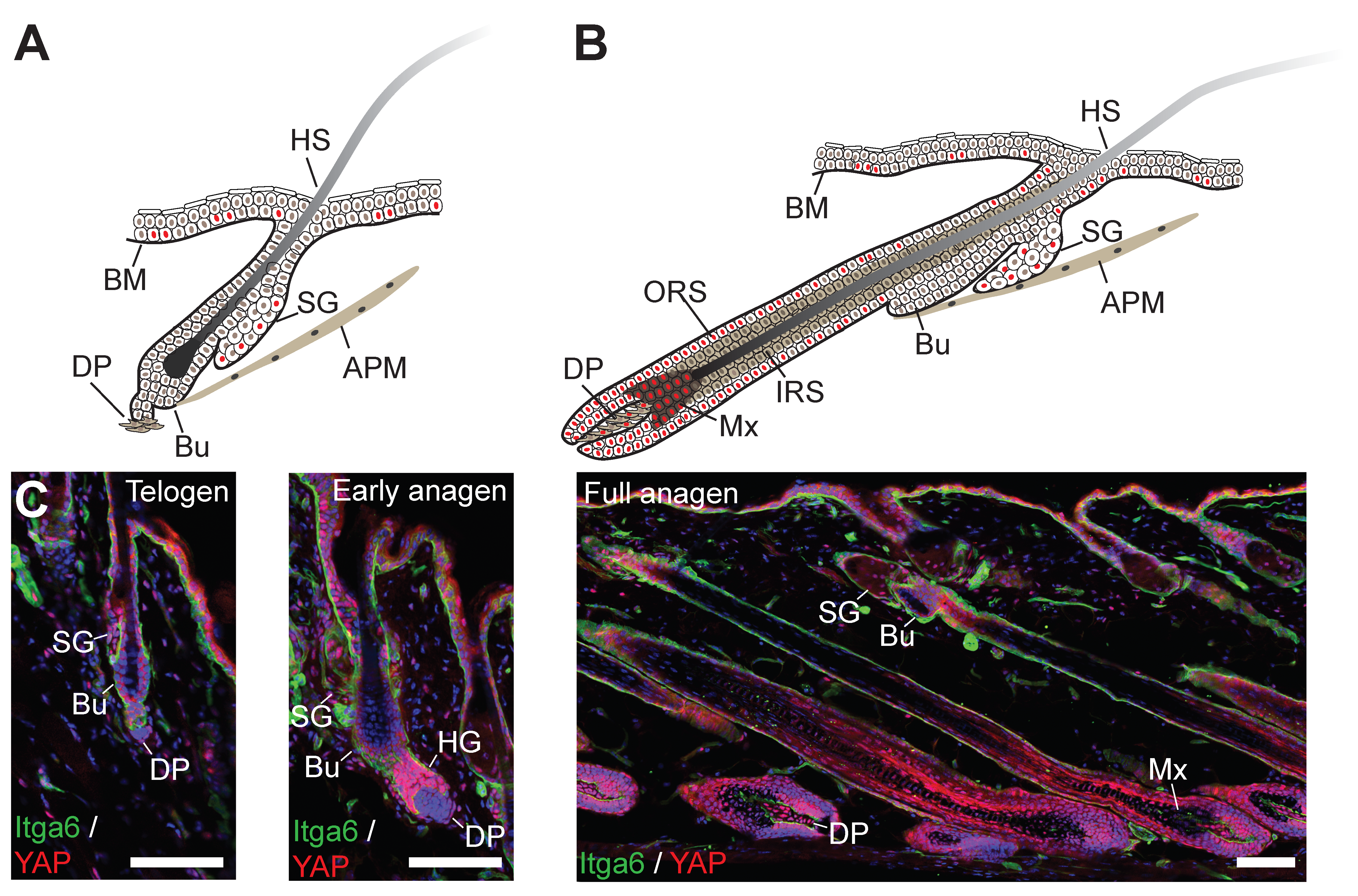 Cells Free Full Text The Roles of YAP TAZ and the Hippo