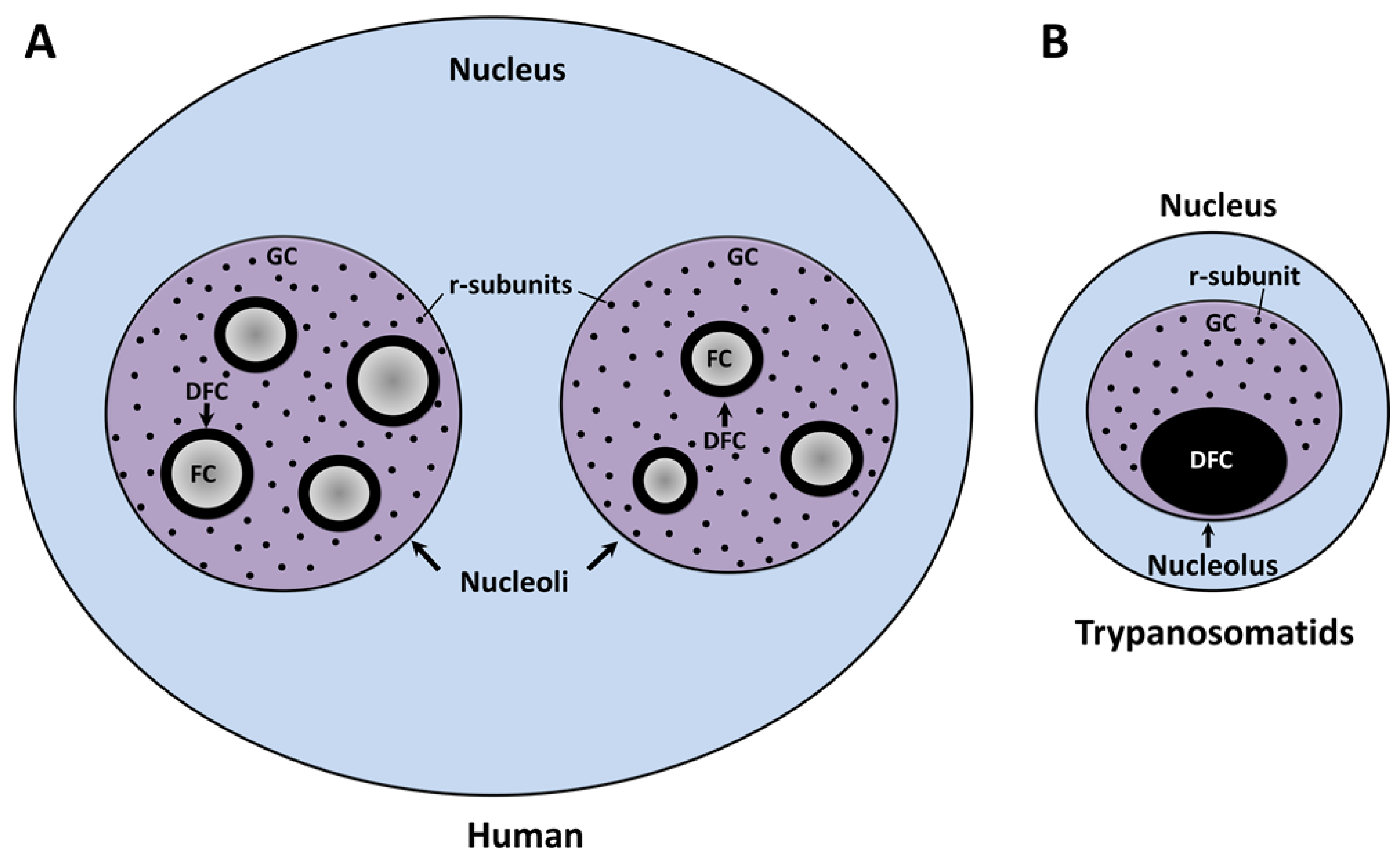 Cells | Free Full-Text | Nucleolar Structure and Function ...