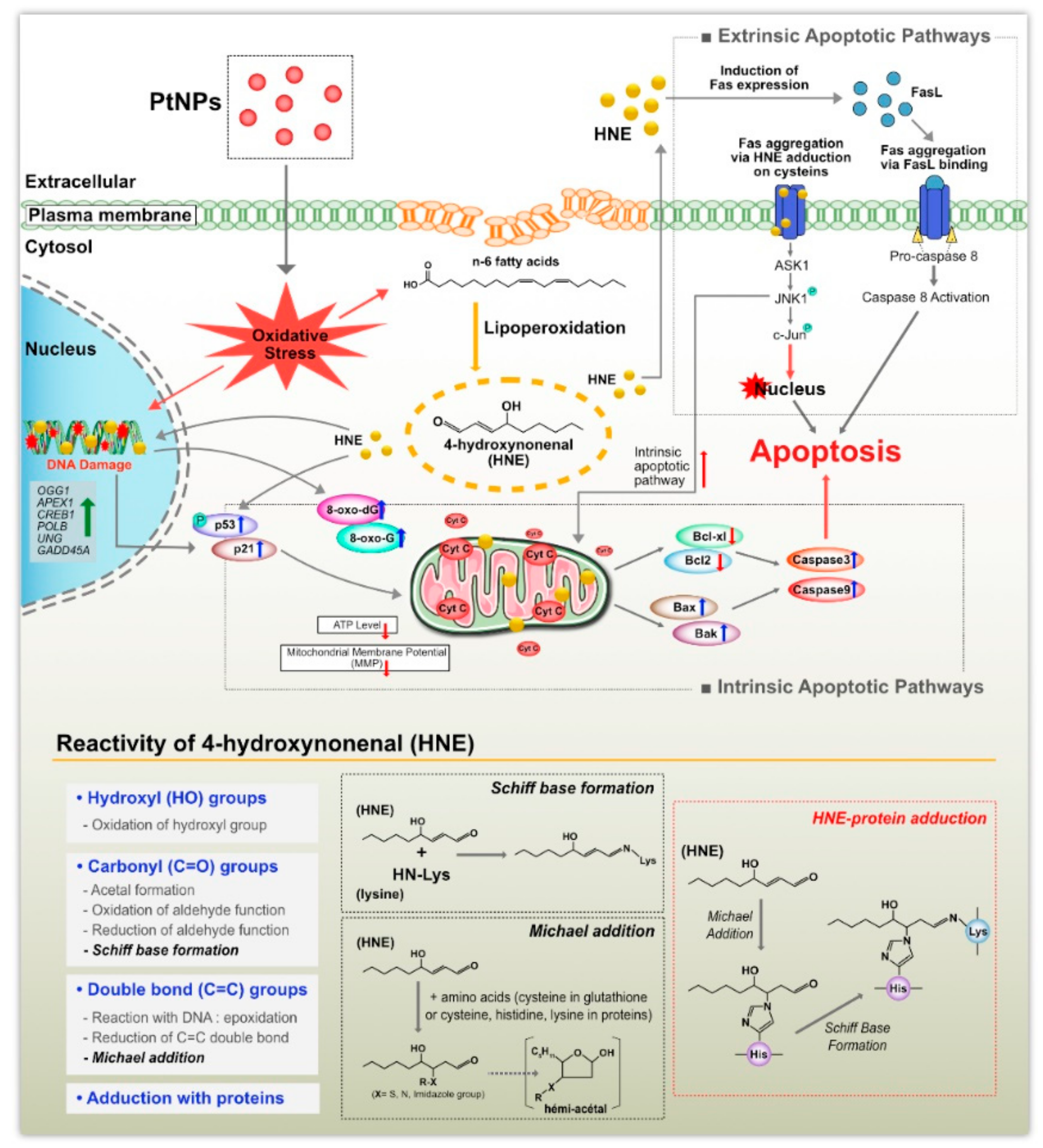 Cells 08 00444 g012 Cells 08 00444 g012