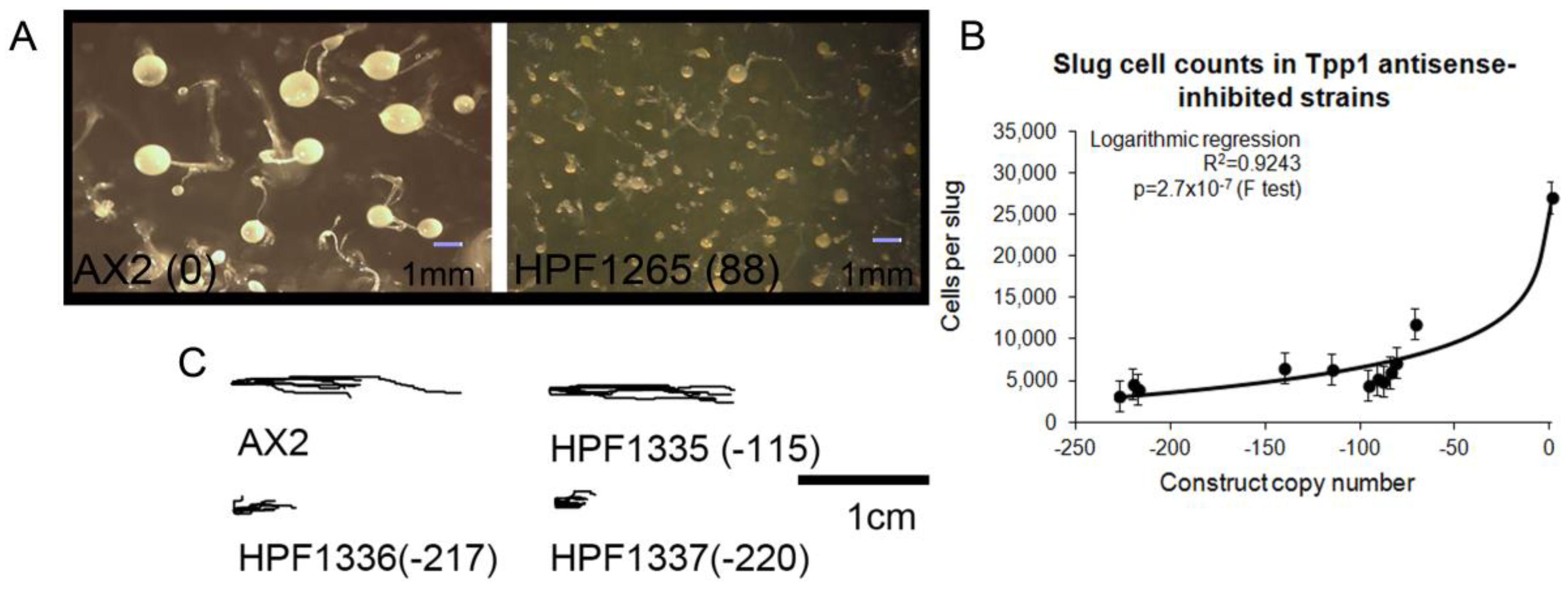 Cells 08 00469 g003 Cells 08 00469 g003