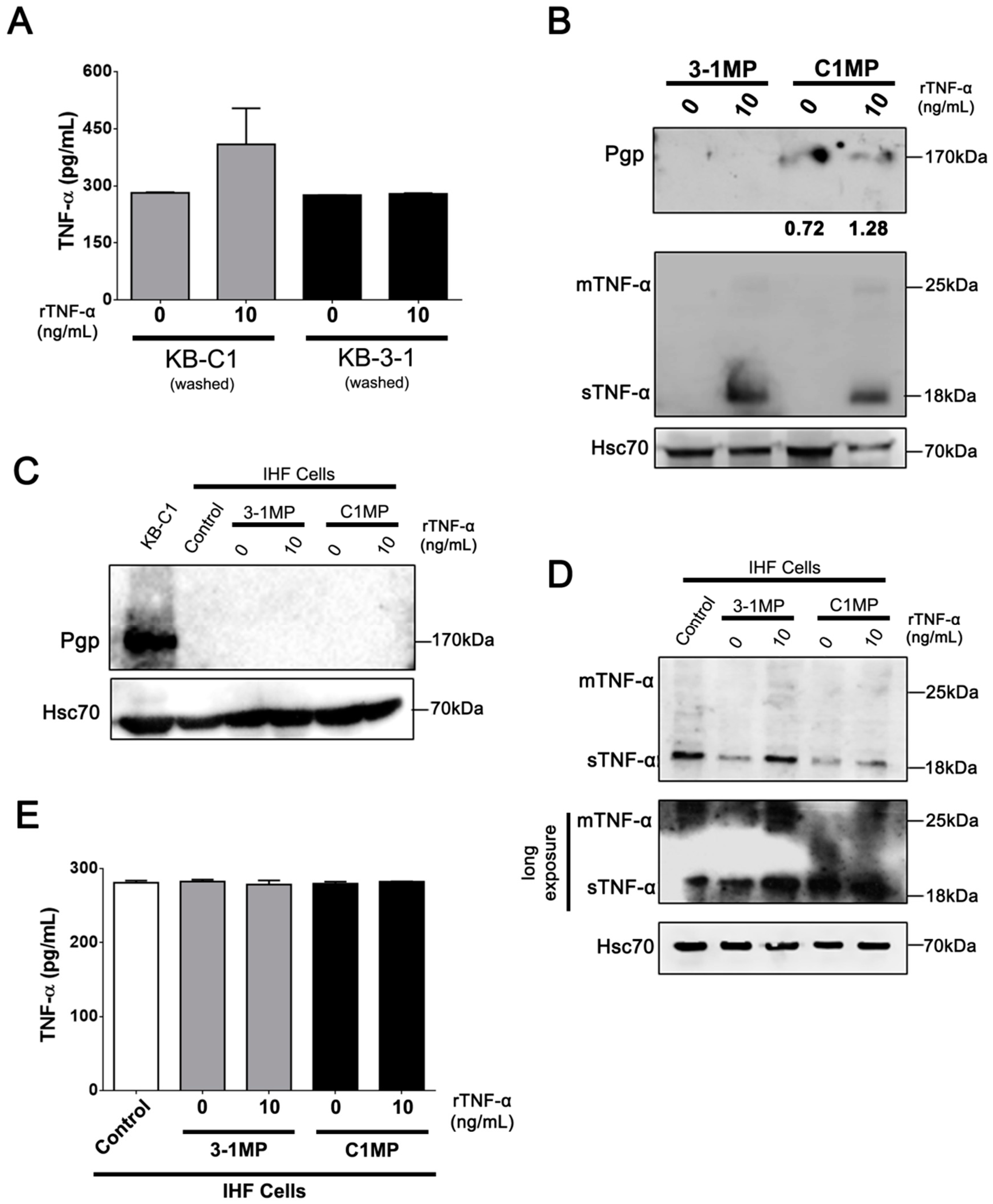 Cells 08 00500 g005 Cells 08 00500 g005