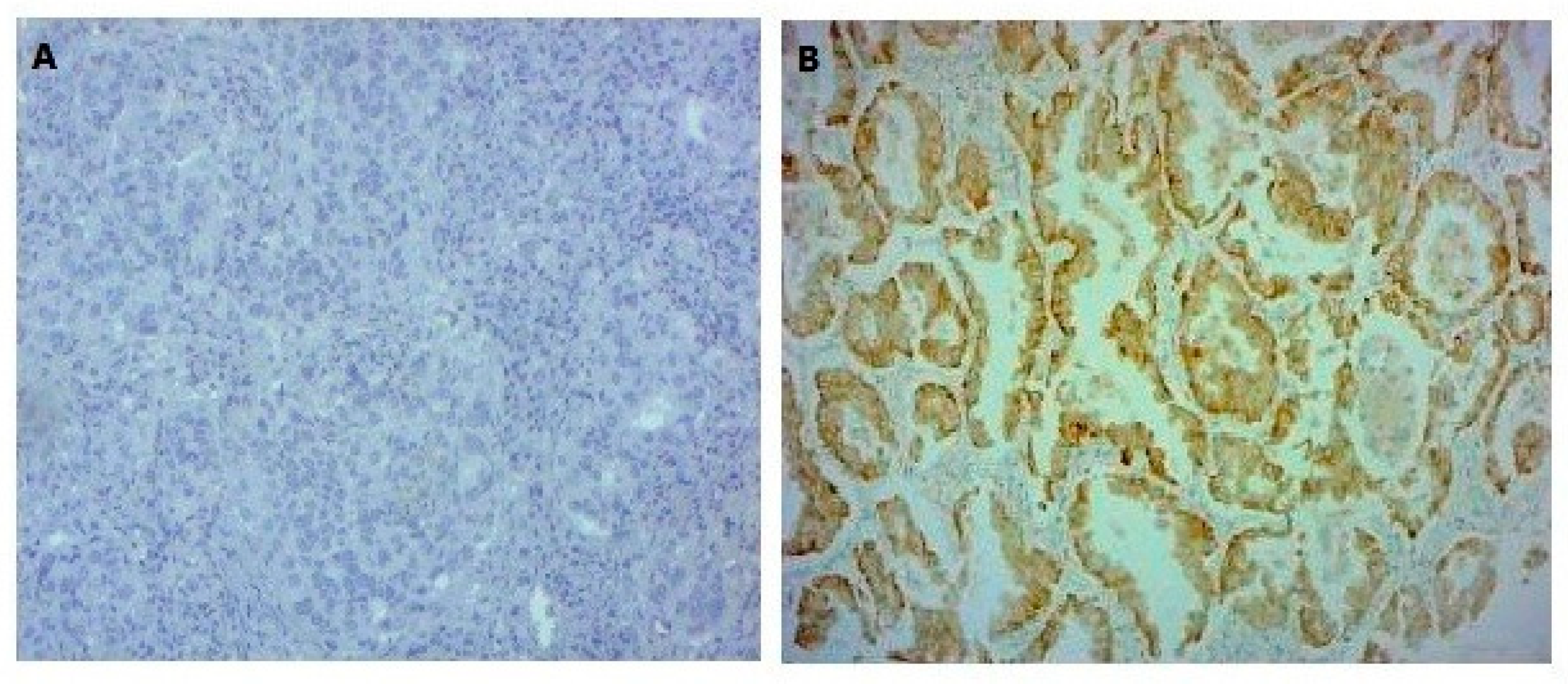 Cells 08 00514 g002 Cells 08 00514 g002
