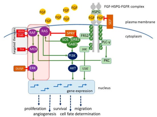 Cells | Free Full-Text | Fibroblast Growth Factor Receptor Signaling in  Skin Cancers | HTML