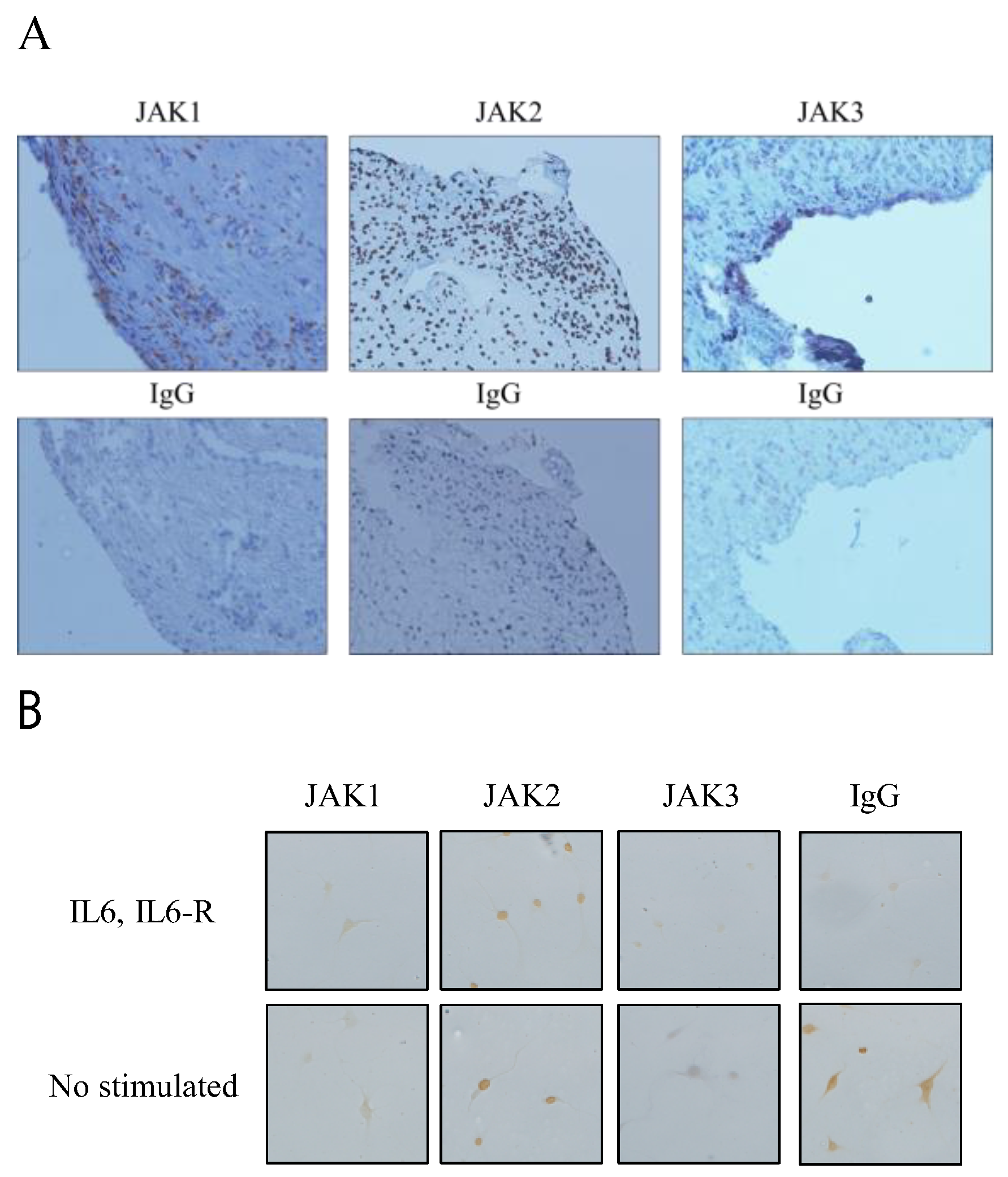 Exploring the role of monocyte chemoattractant protein-1 in fibroblast-like  synovial cells in rheumatoid arthritis [PeerJ]