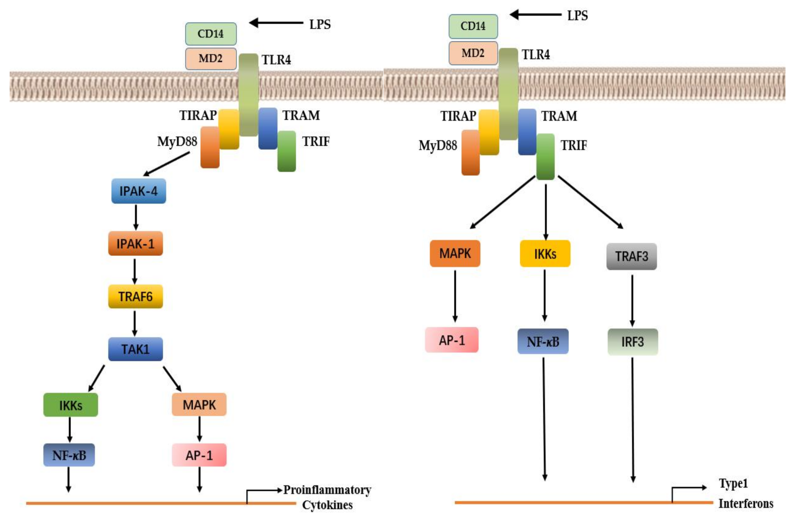 Cells | Free Full-Text | Roles of Toll-Like Receptors in 