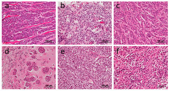 Cells | Special Issue : Patient-Derived Cancer Models from Basic Study ...