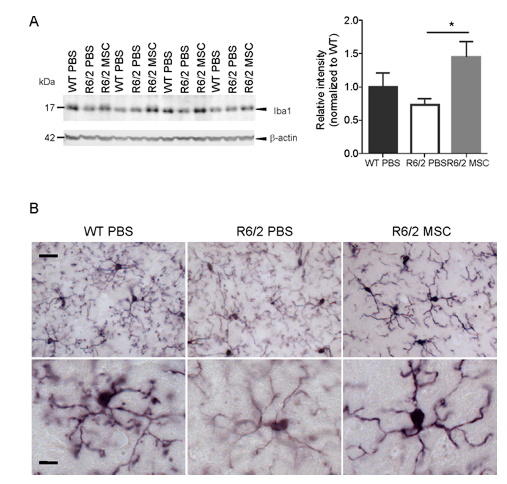 Cells 08 00595 g005 Cells 08 00595 g005