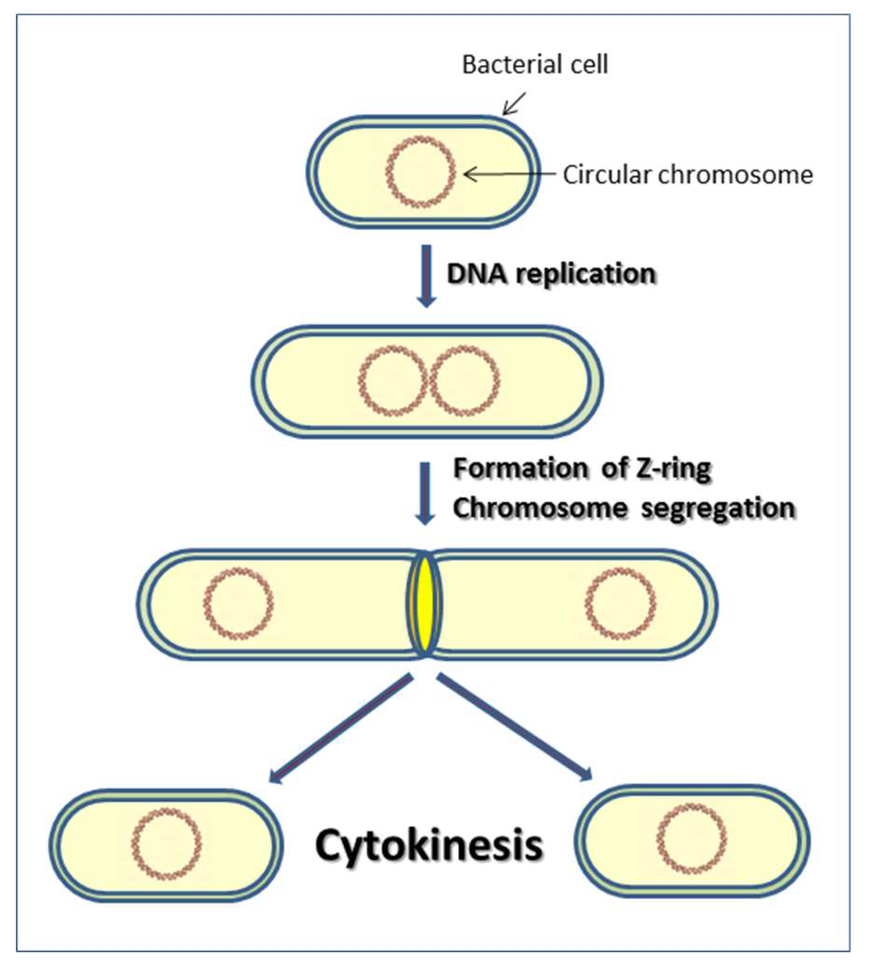 Cells 08 00609 g001 Cells 08 00609 g001