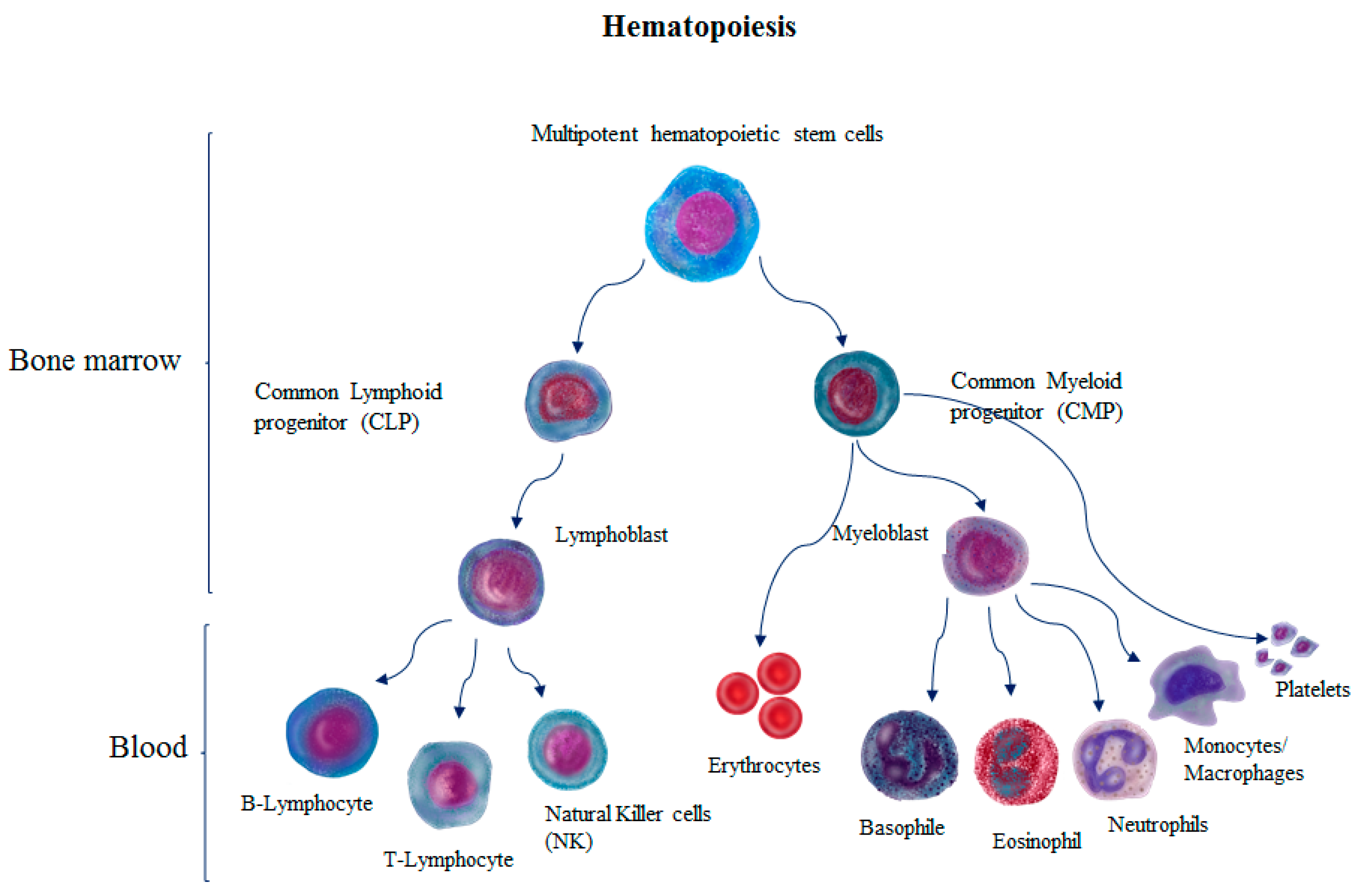 Cells | Free Full-Text | Role of Lipid Rafts in Hematopoietic Stem Cells  Homing, Mobilization, Hibernation, and Differentiation | HTML