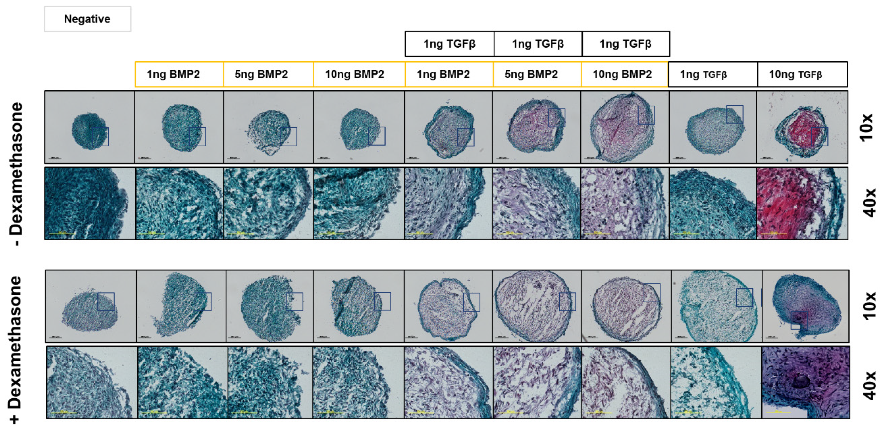 Cells 08 00636 g006 Cells 08 00636 g006