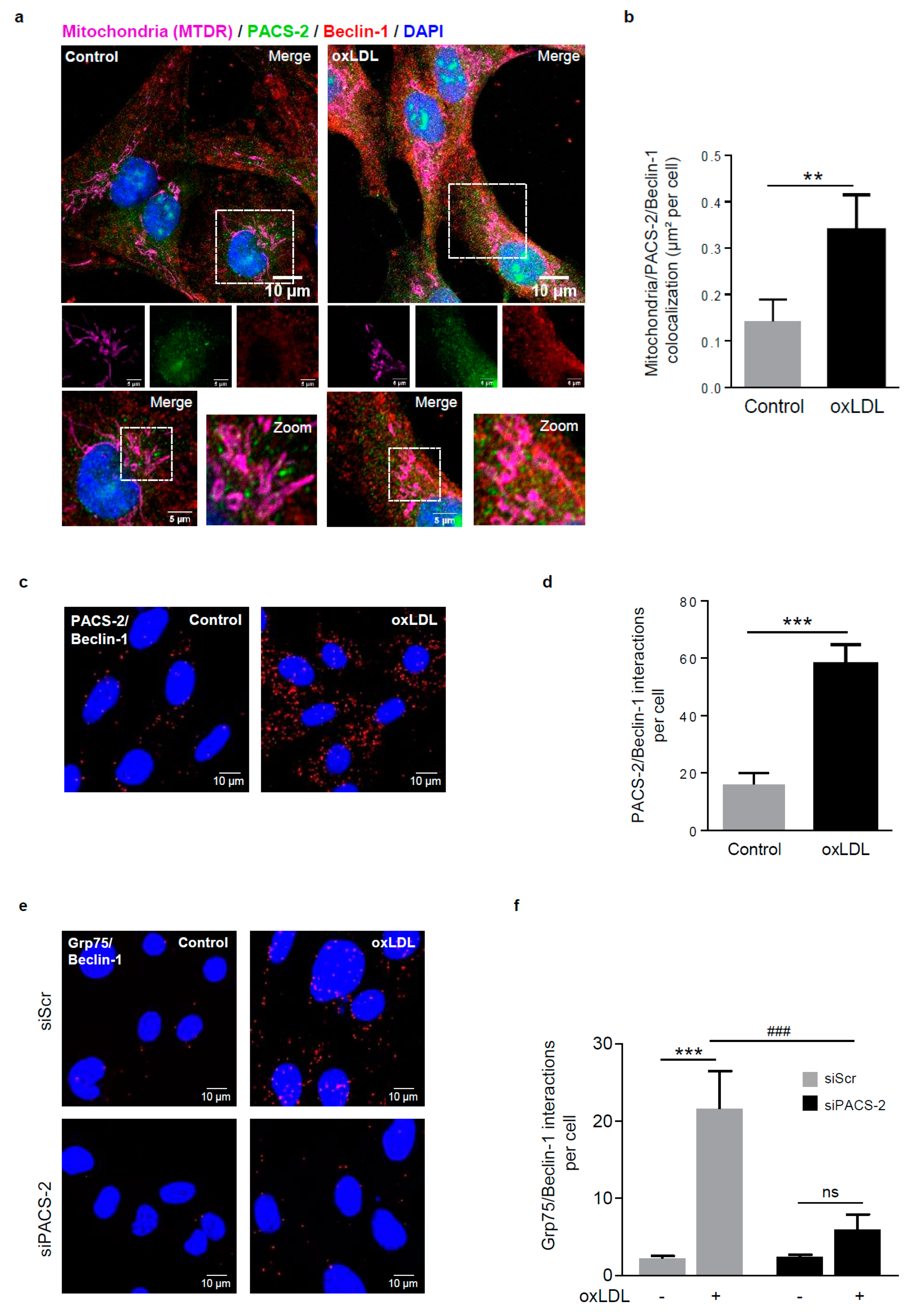 Cells 08 00638 g004 Cells 08 00638 g004