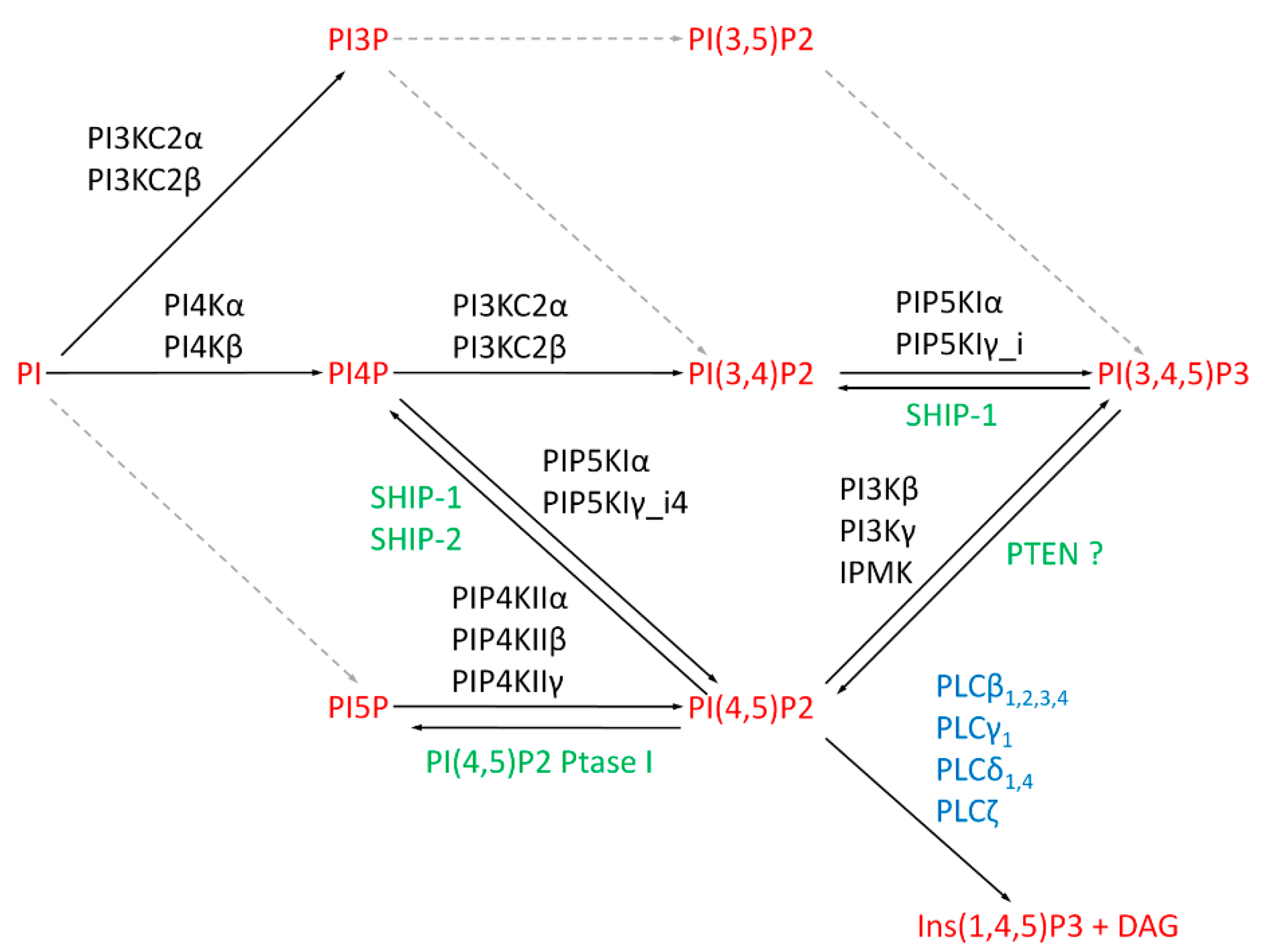 PI(4,5)P2 and Cholesterol: Synthesis, Regulation, and Functions