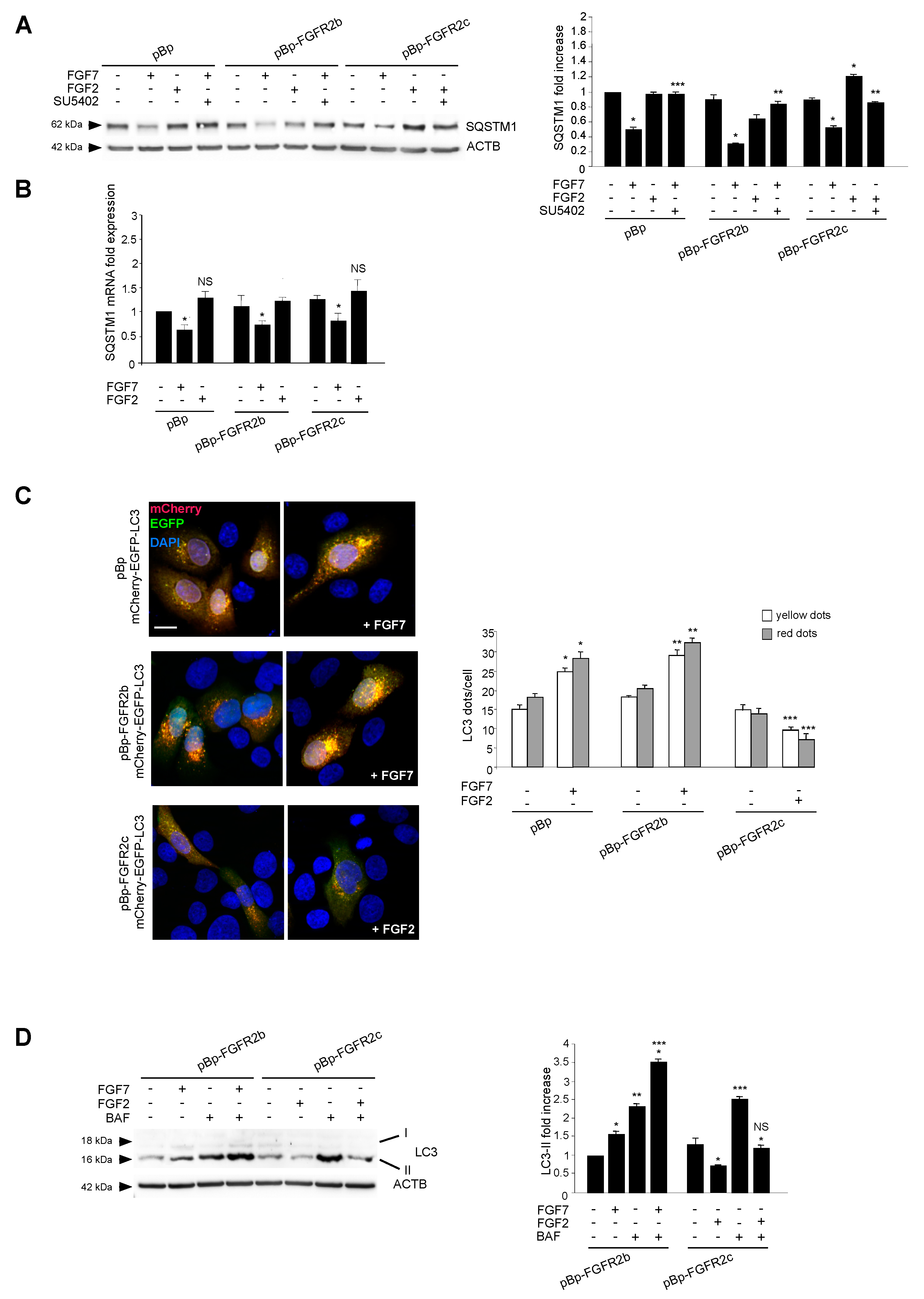 Cells 08 00653 g002 Cells 08 00653 g002