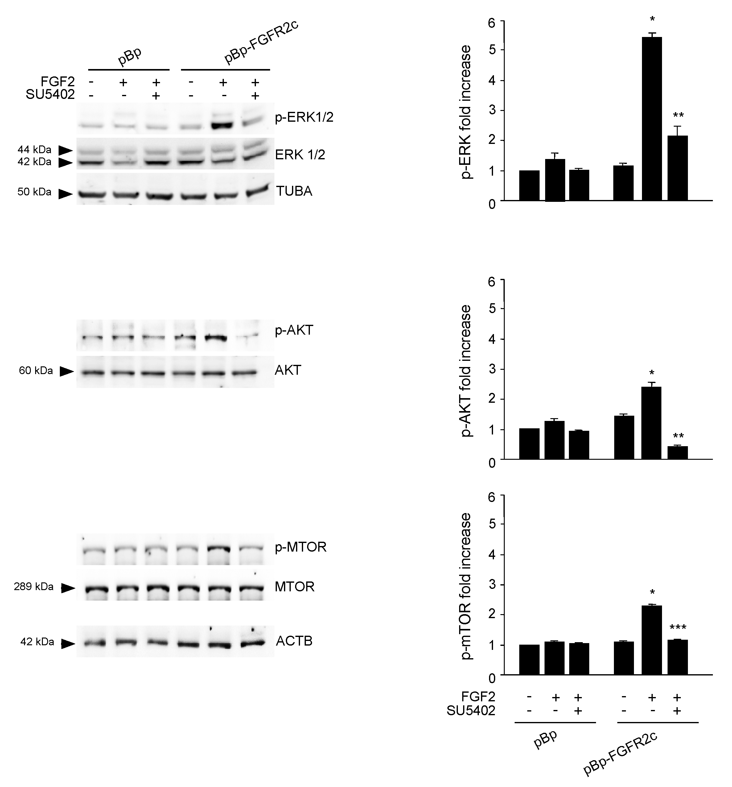 Cells 08 00653 g003 Cells 08 00653 g003