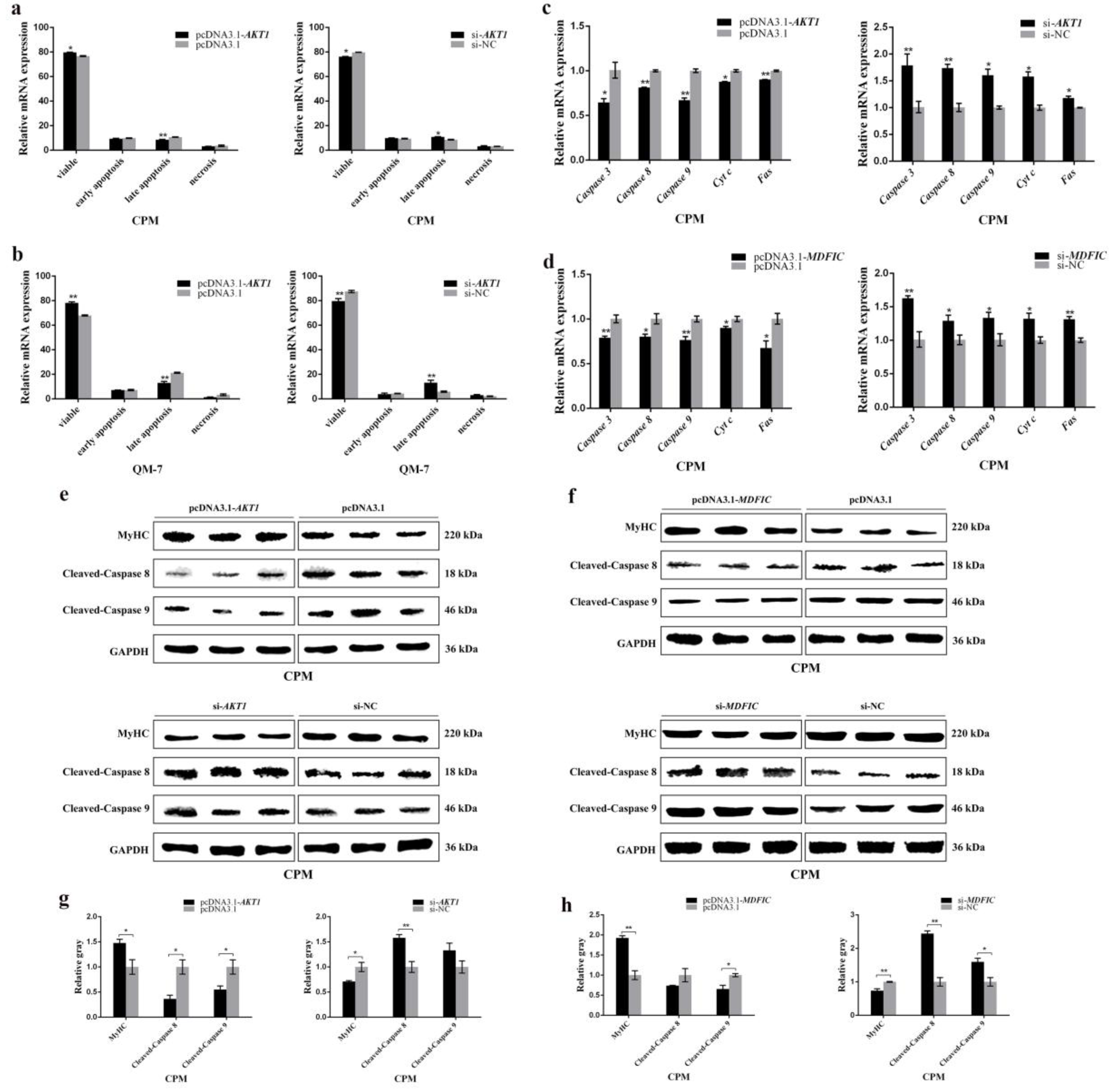 Cells 08 00656 g007 Cells 08 00656 g007