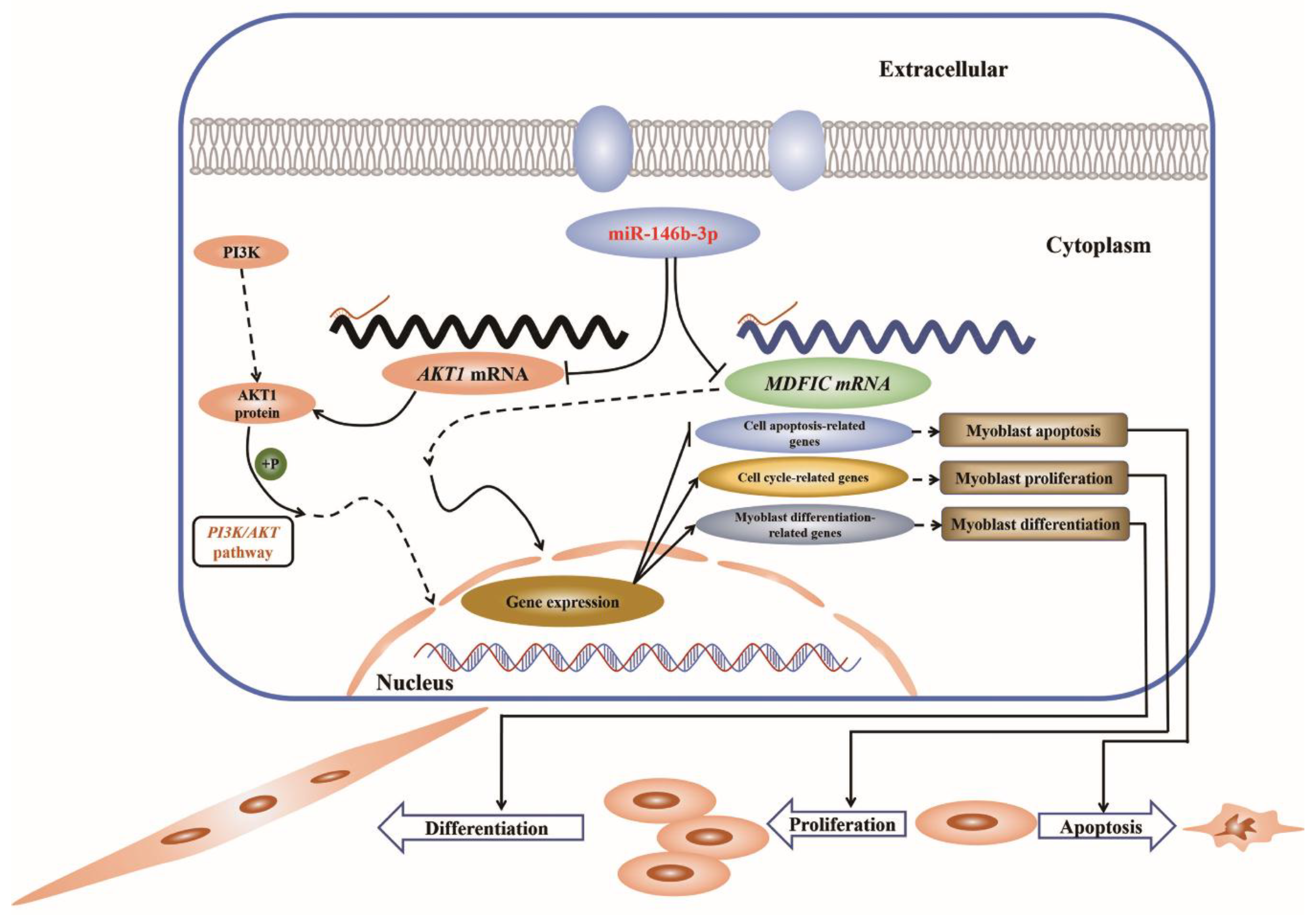 Cells 08 00656 g008 Cells 08 00656 g008