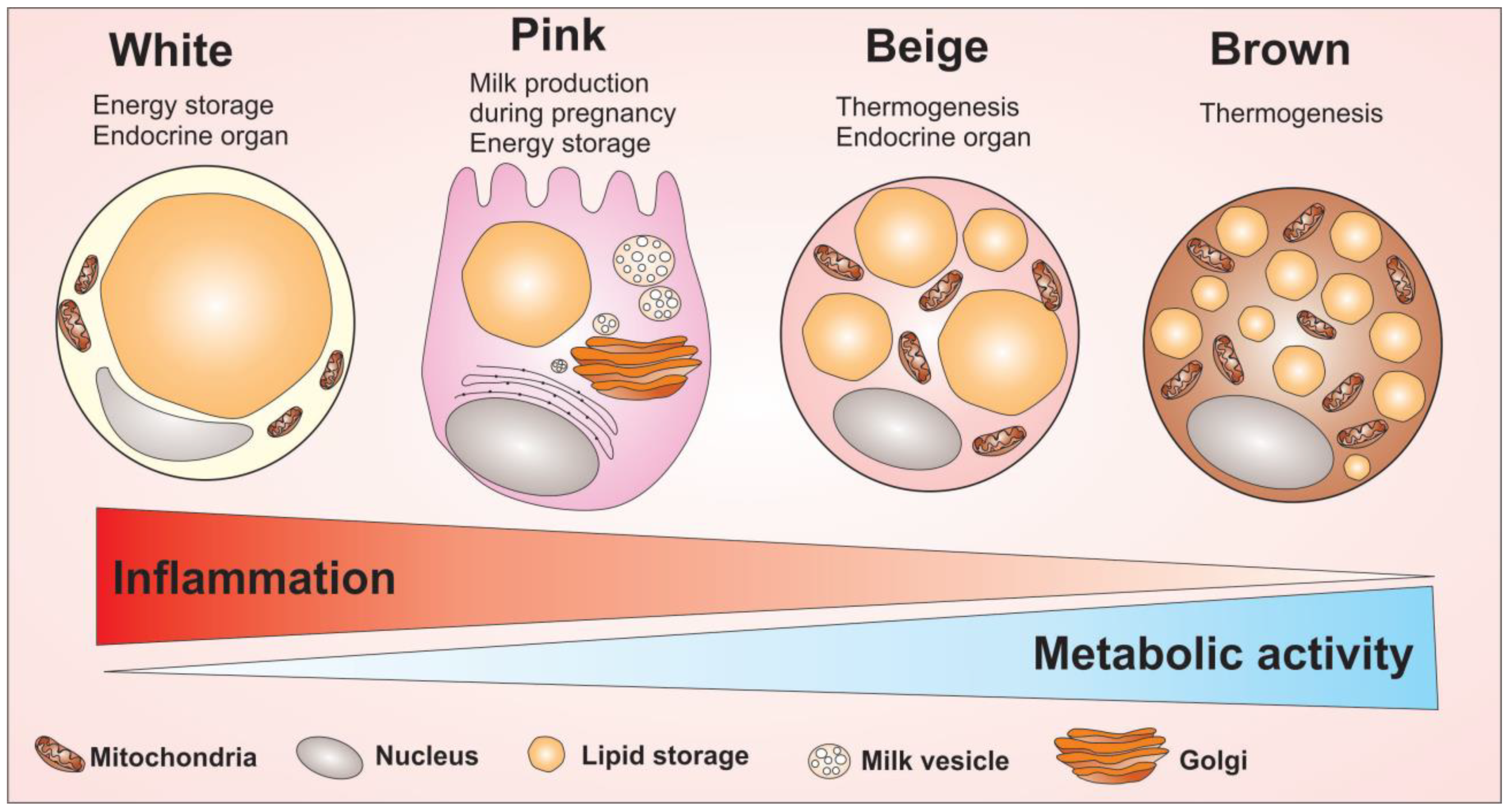 Cells Free Full Text The Impact Of The Adipose Organ Plasticity On