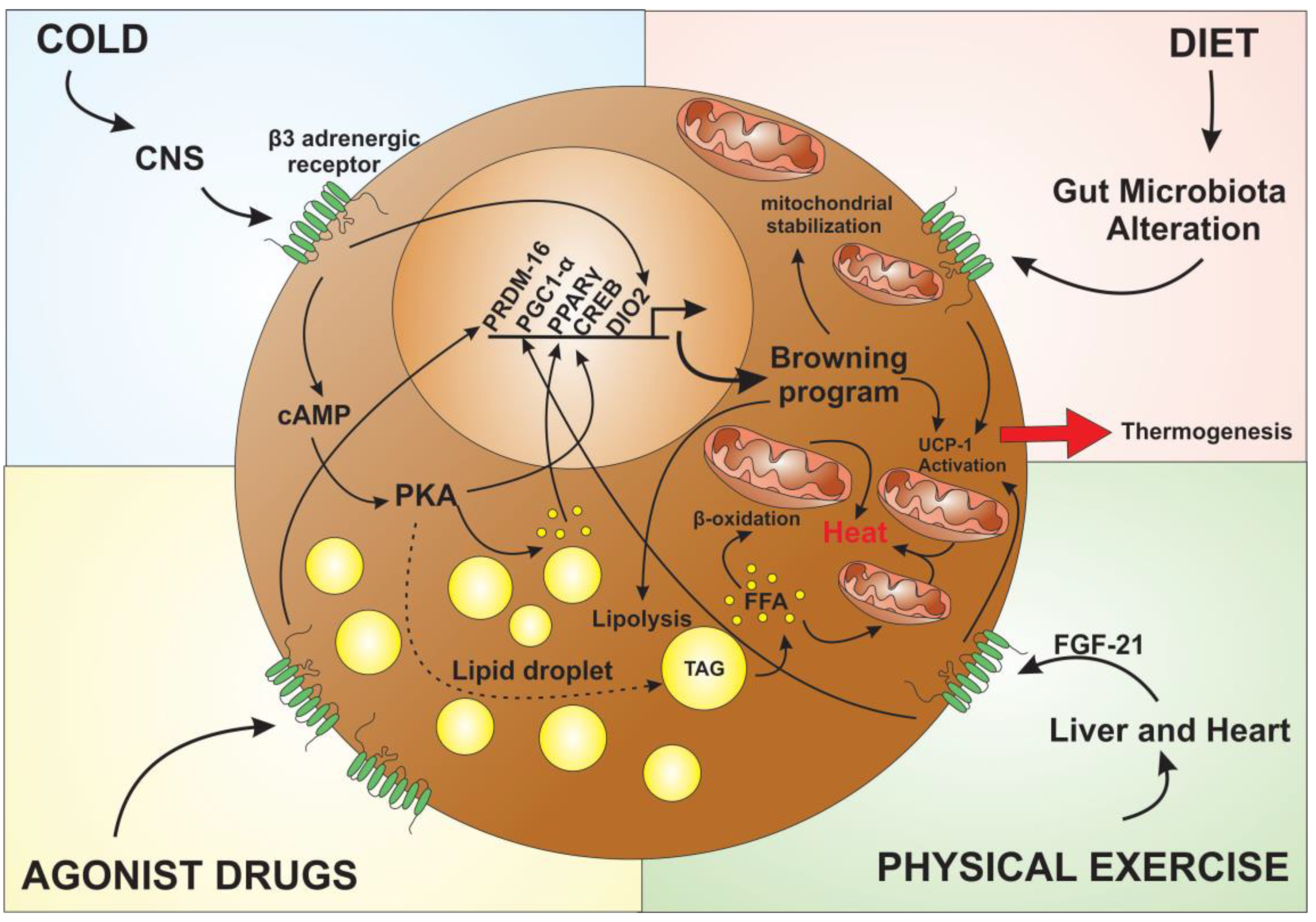 Cells | Free Full-Text | The Impact of the Adipose Organ ... diagram of fat 