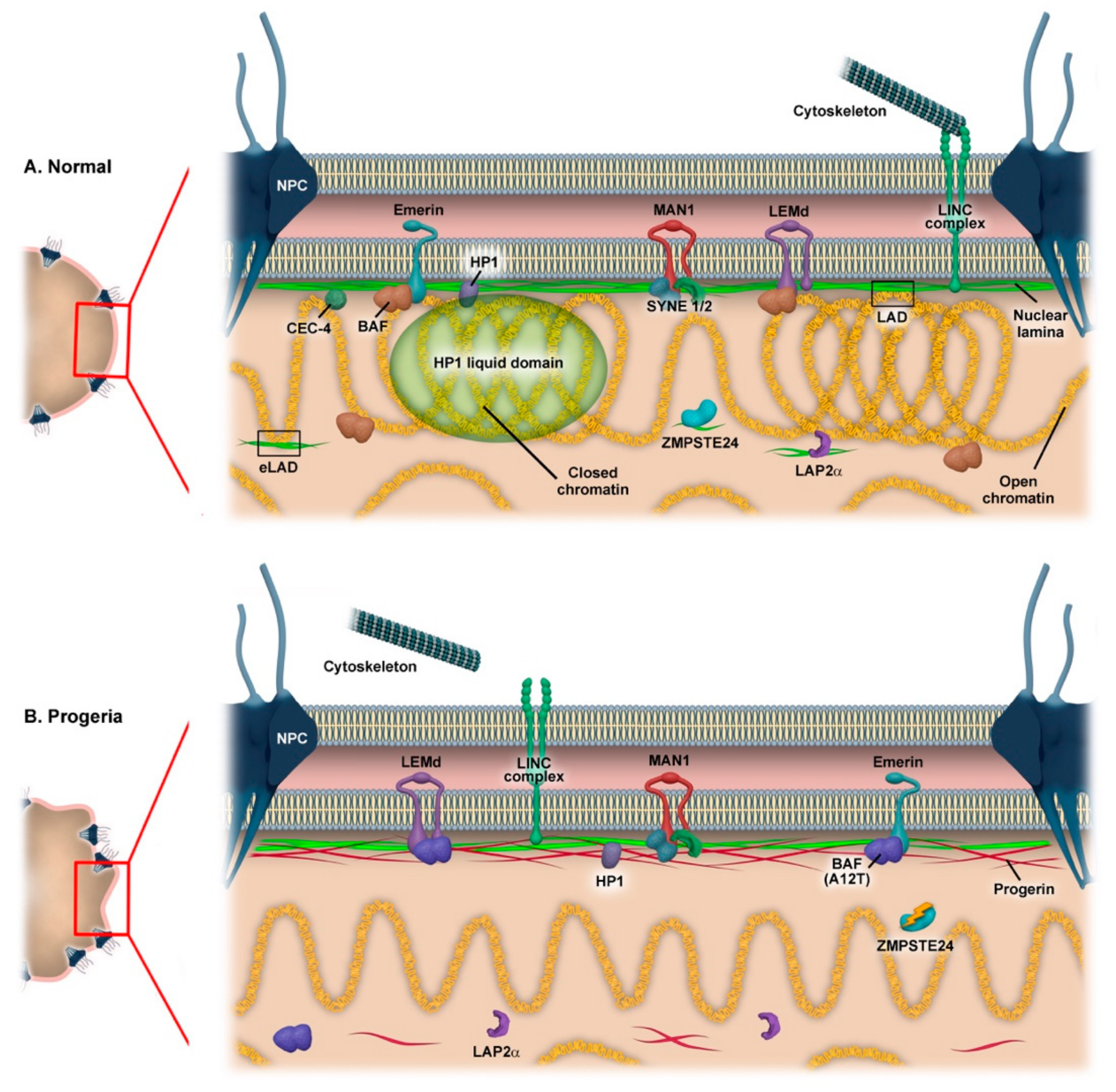 Cells 08 00664 g001 Cells 08 00664 g001