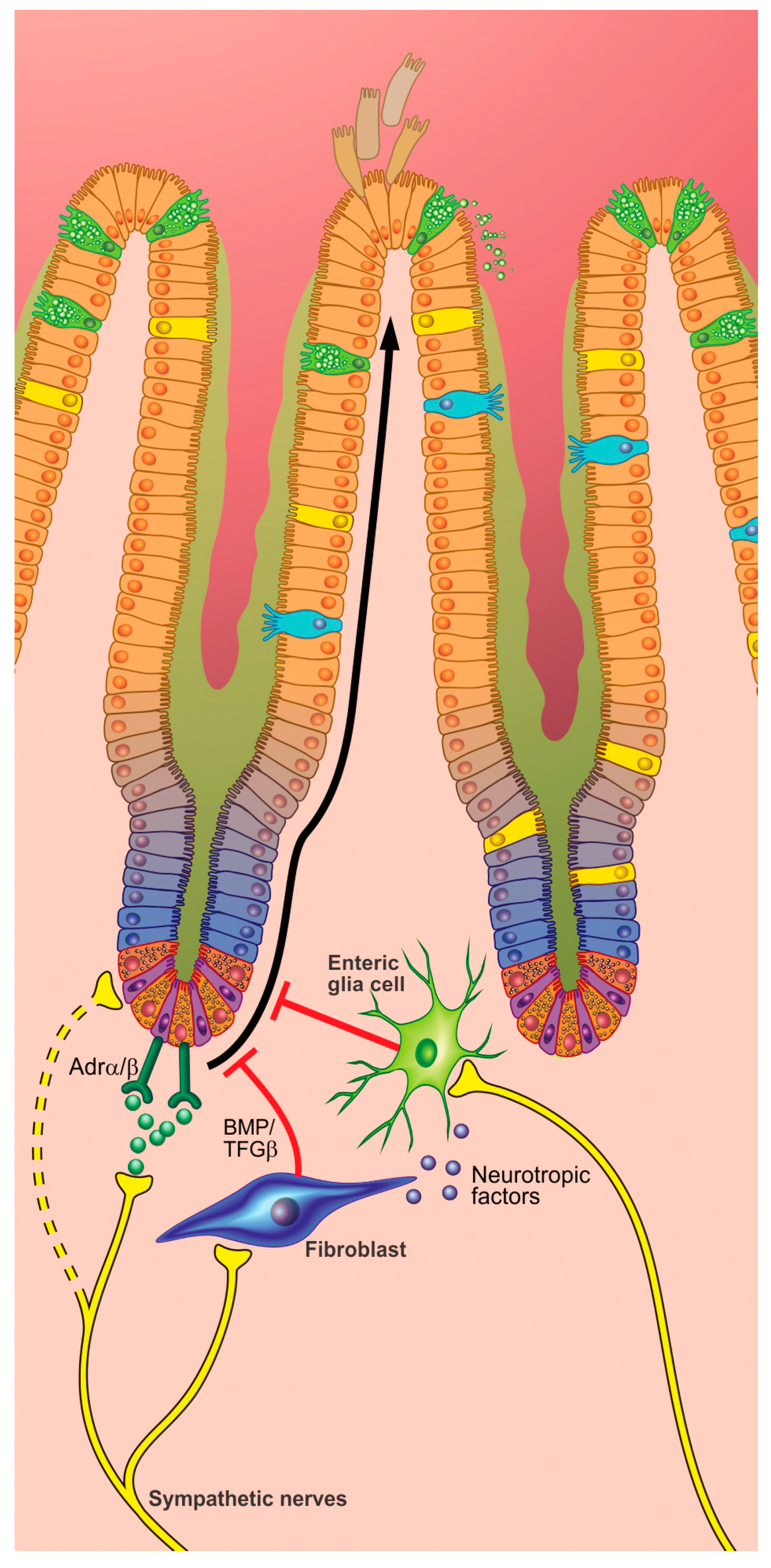 Cells 08 00670 g004 Cells 08 00670 g004