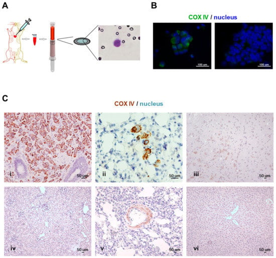 Cells | Free Full-Text | The Detection and Morphological Analysis