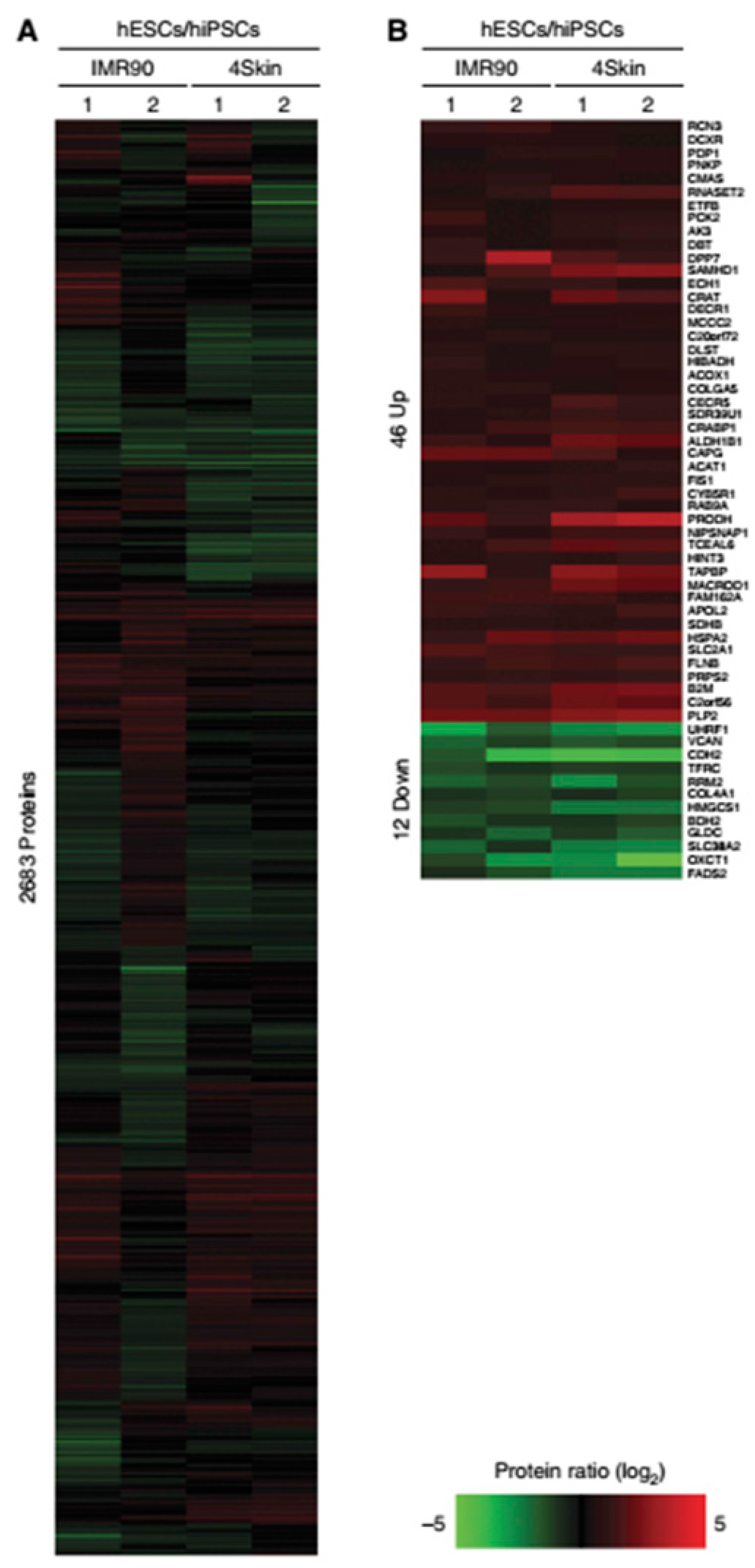Cells 08 00703 g003 Cells 08 00703 g003