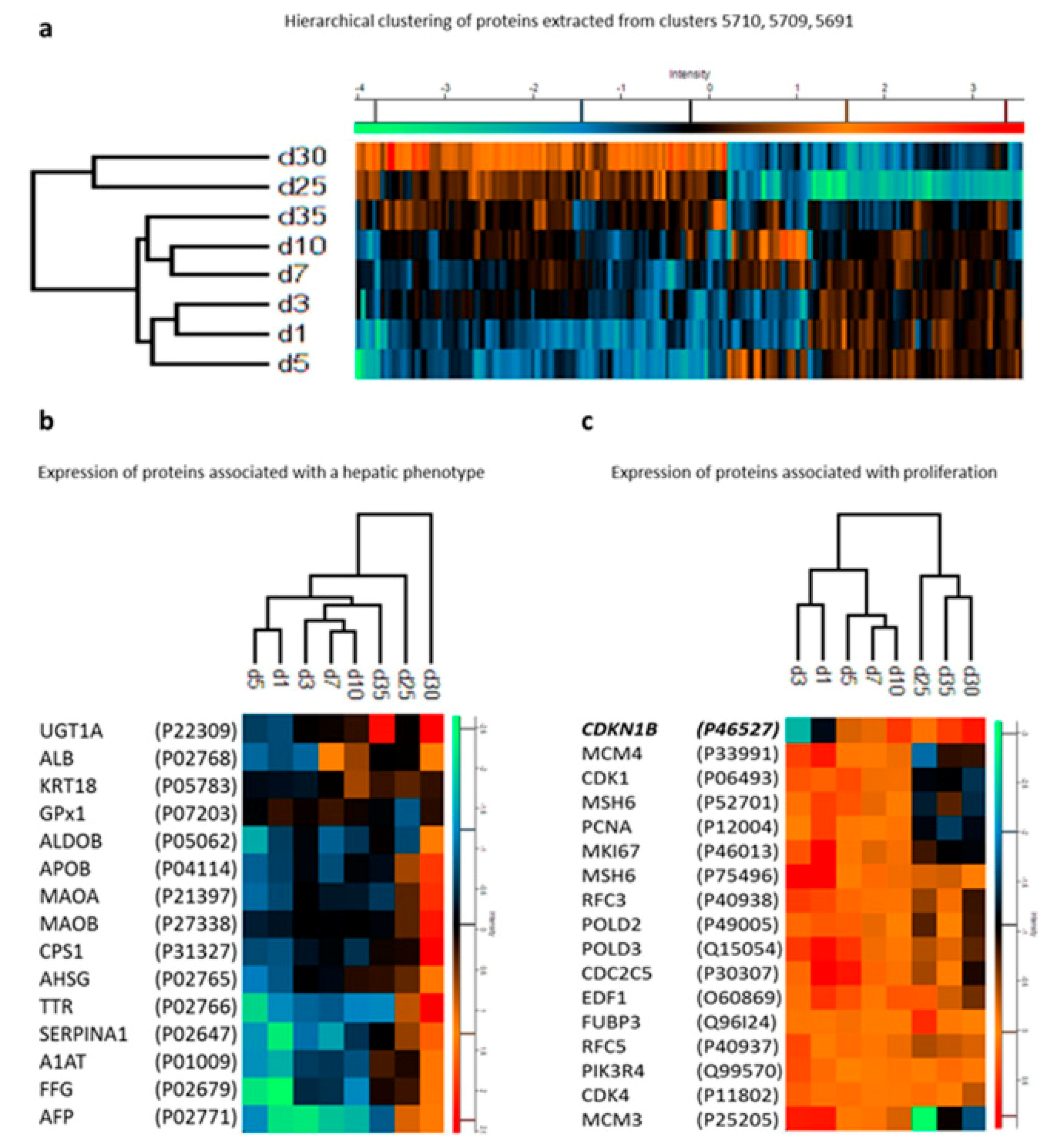 Cells 08 00703 g004 Cells 08 00703 g004