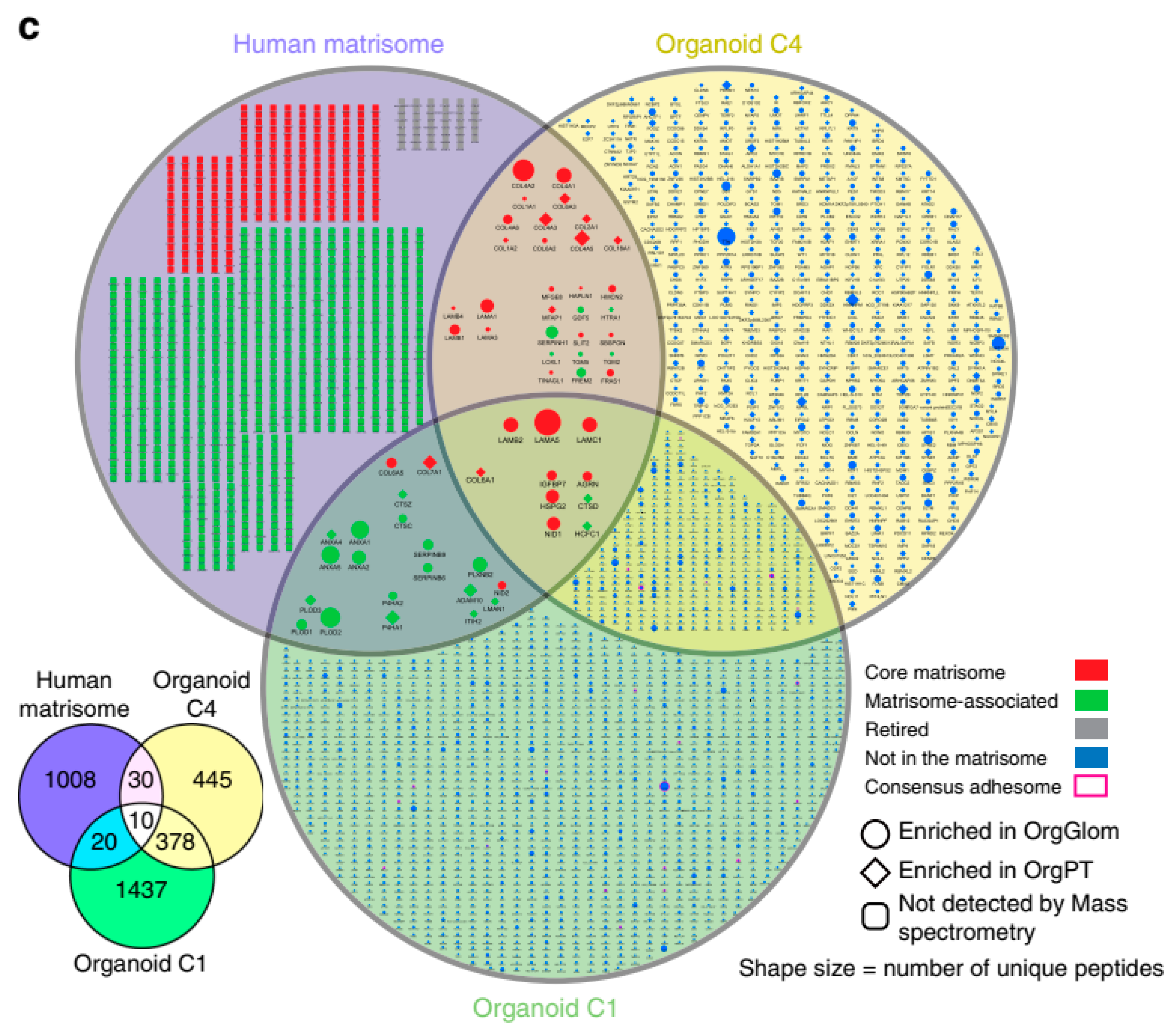 Cells 08 00703 g006 Cells 08 00703 g006