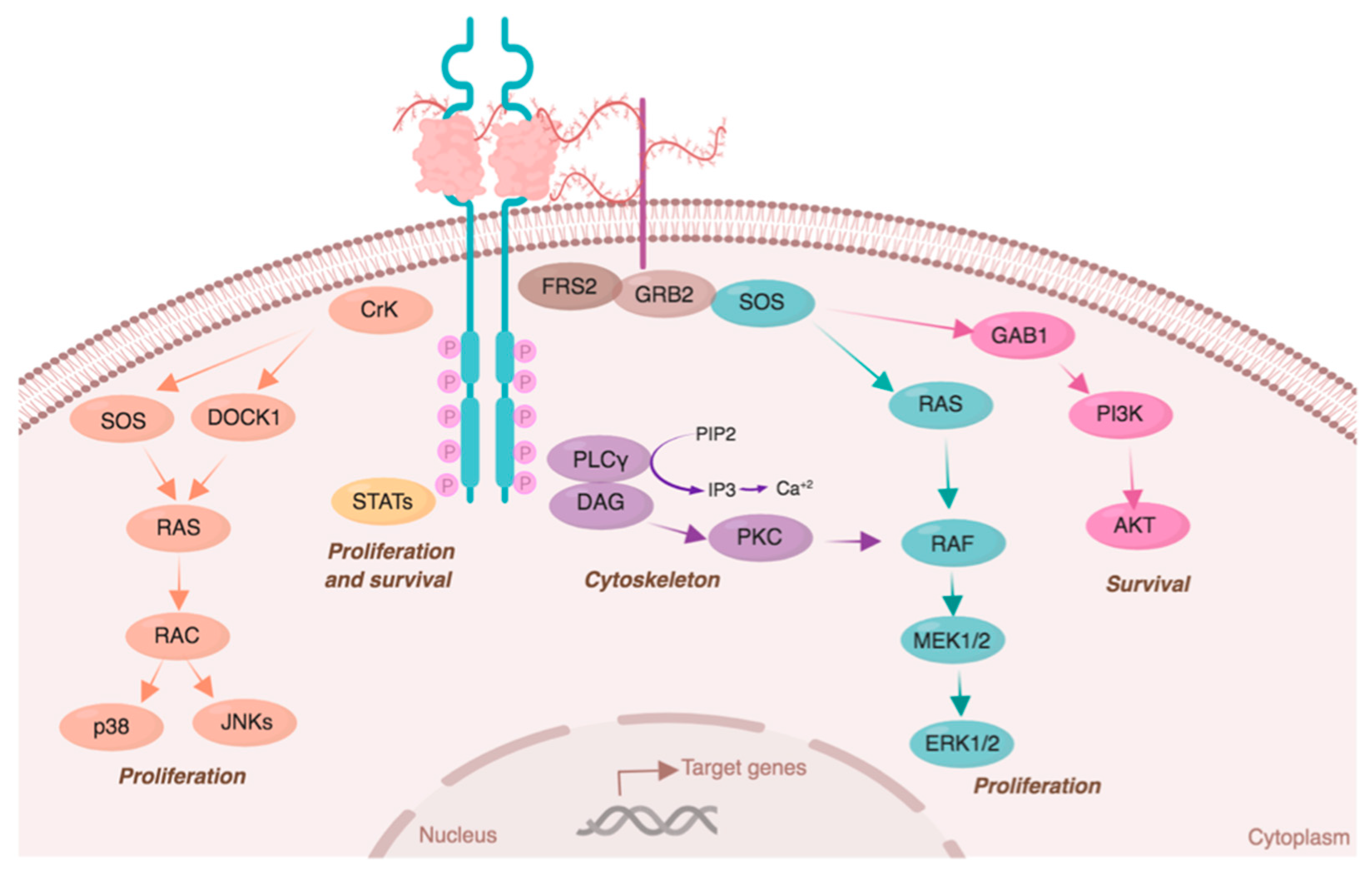 Fgfr Signaling Pathway