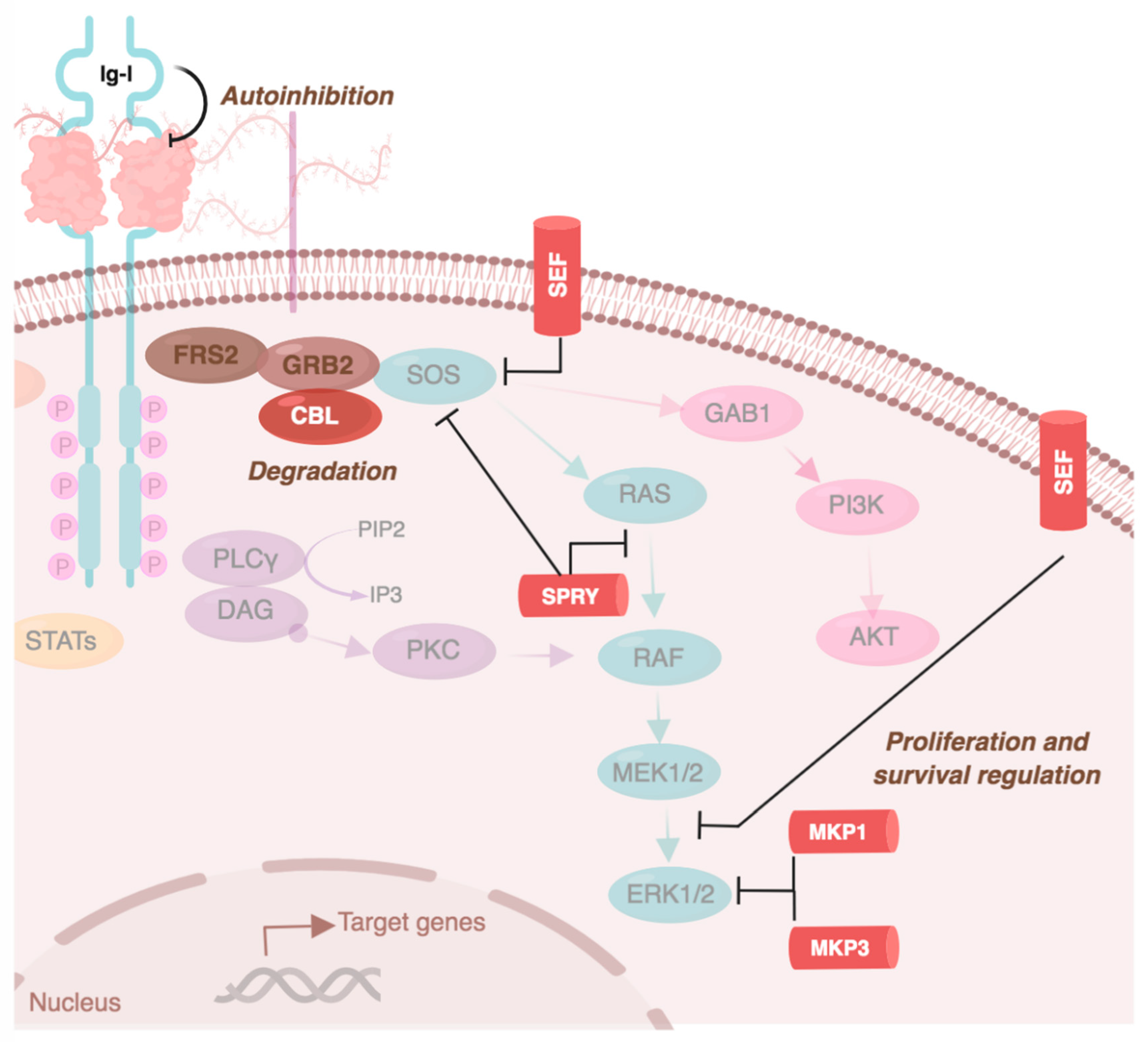 signaling pathways of endocrine hormones