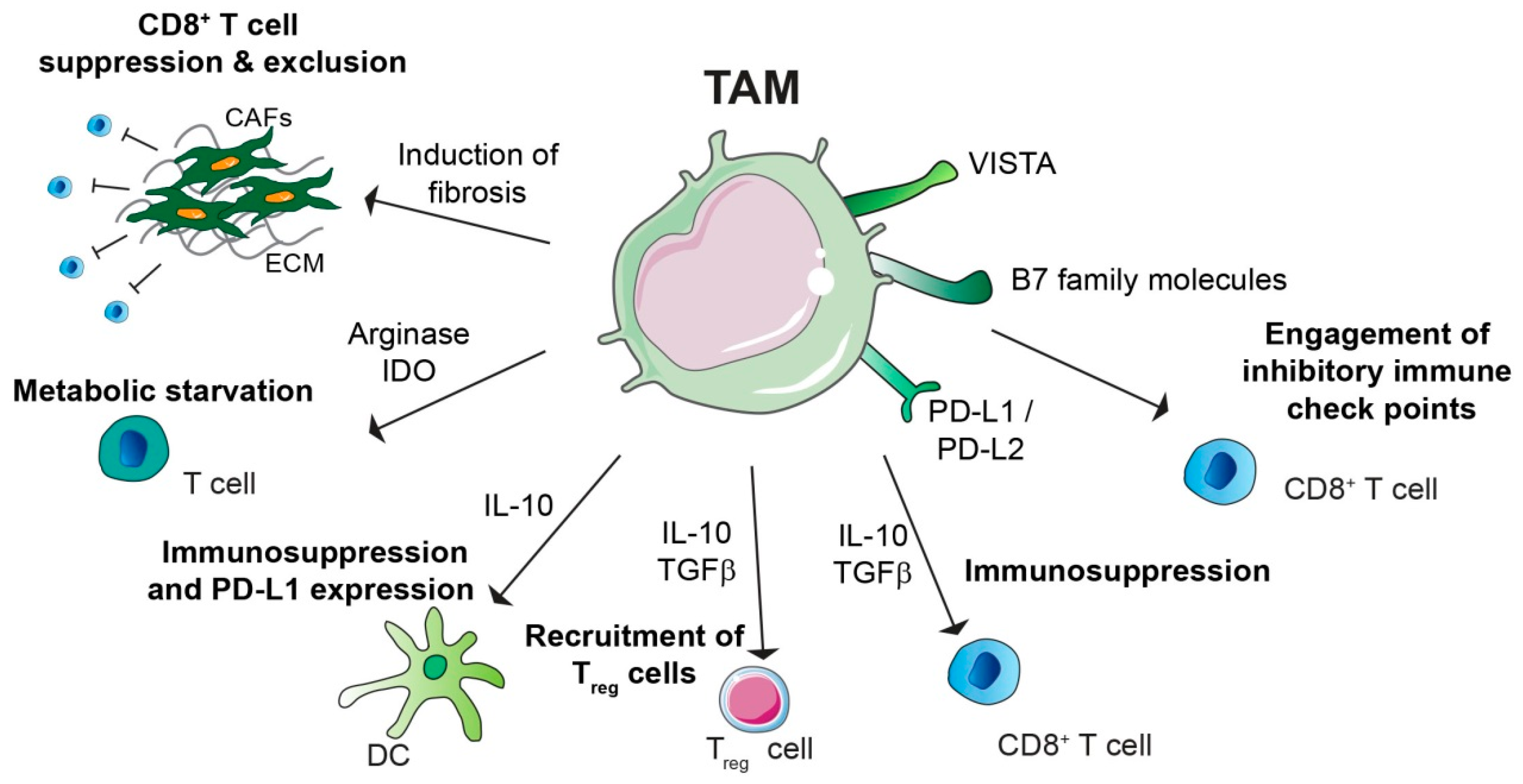 Cells Free Full Text Macrophage Mediated Subversion Of Anti Tumour